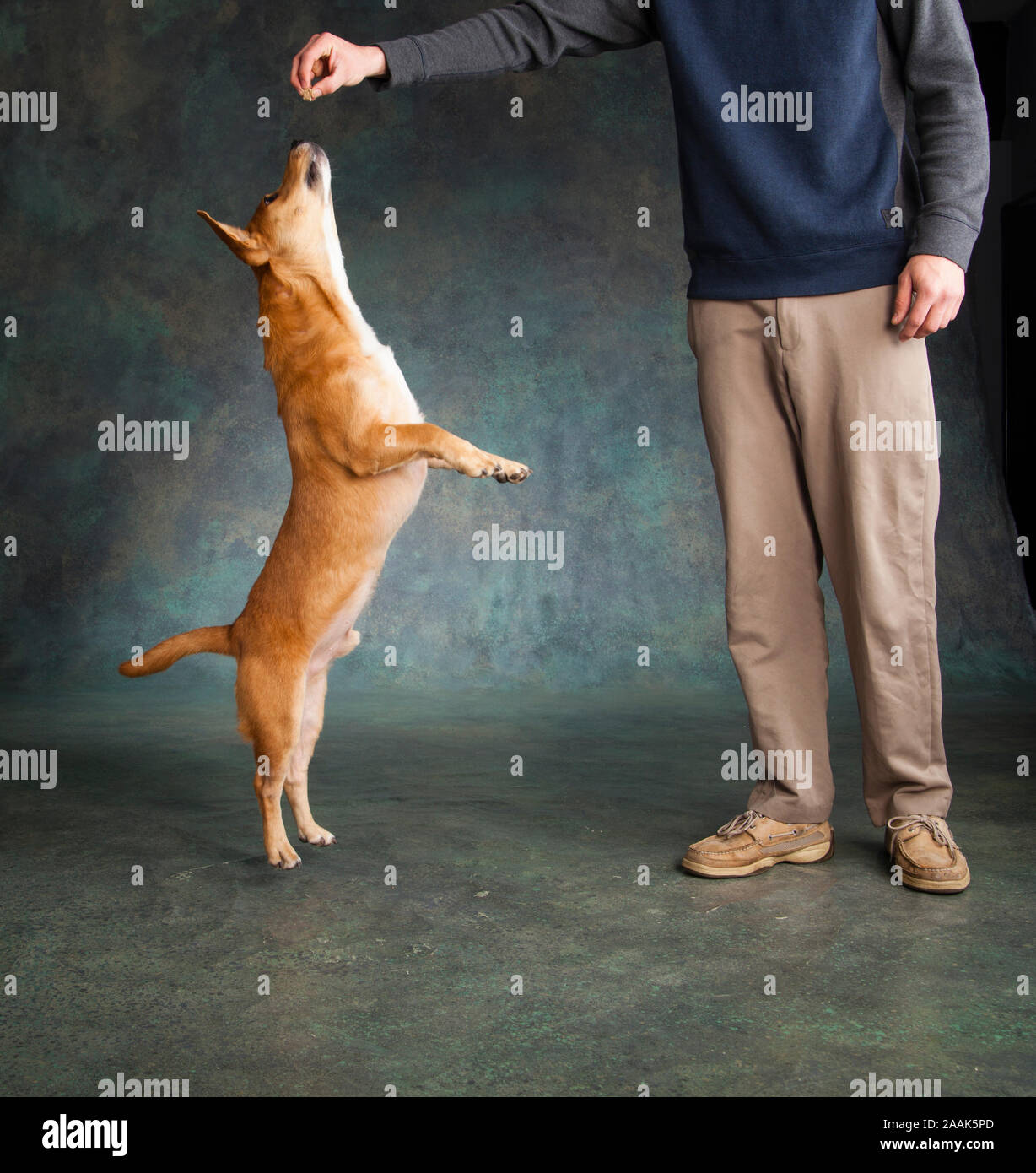 Studio shot of man and Westie Labrador mixed dog begging Stock Photo