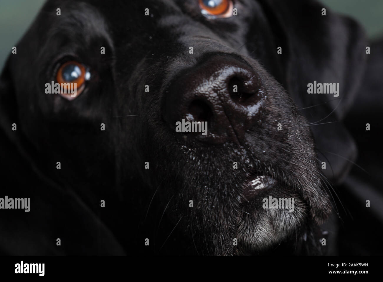 Portrait of Great Dane Lab mix dog Stock Photo