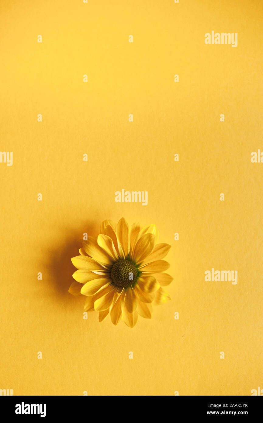 yellow daisy flower on yellow background Stock Photo
