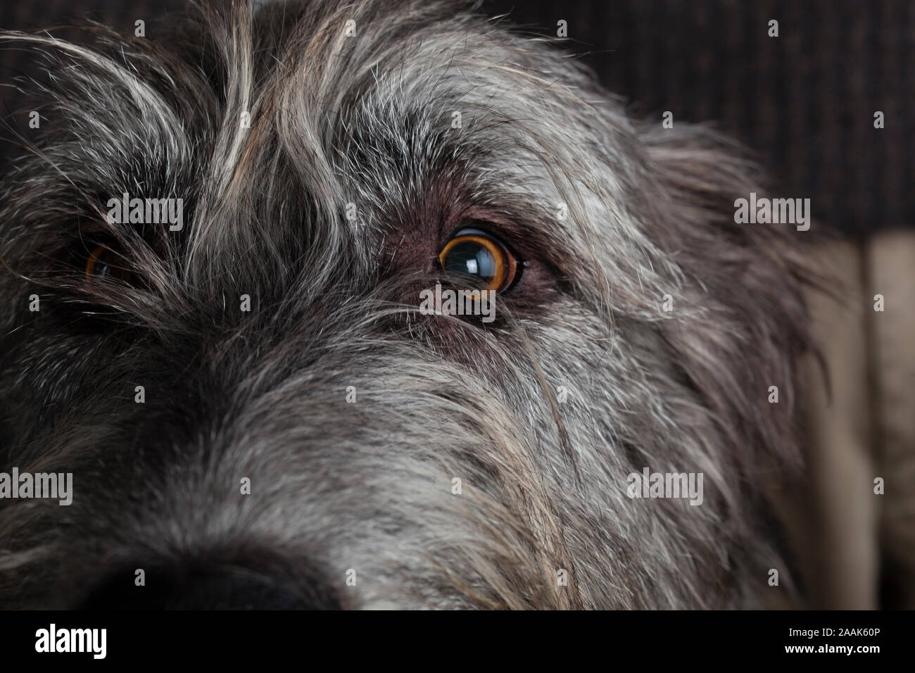 Portrait of Irish wolfhound Stock Photo