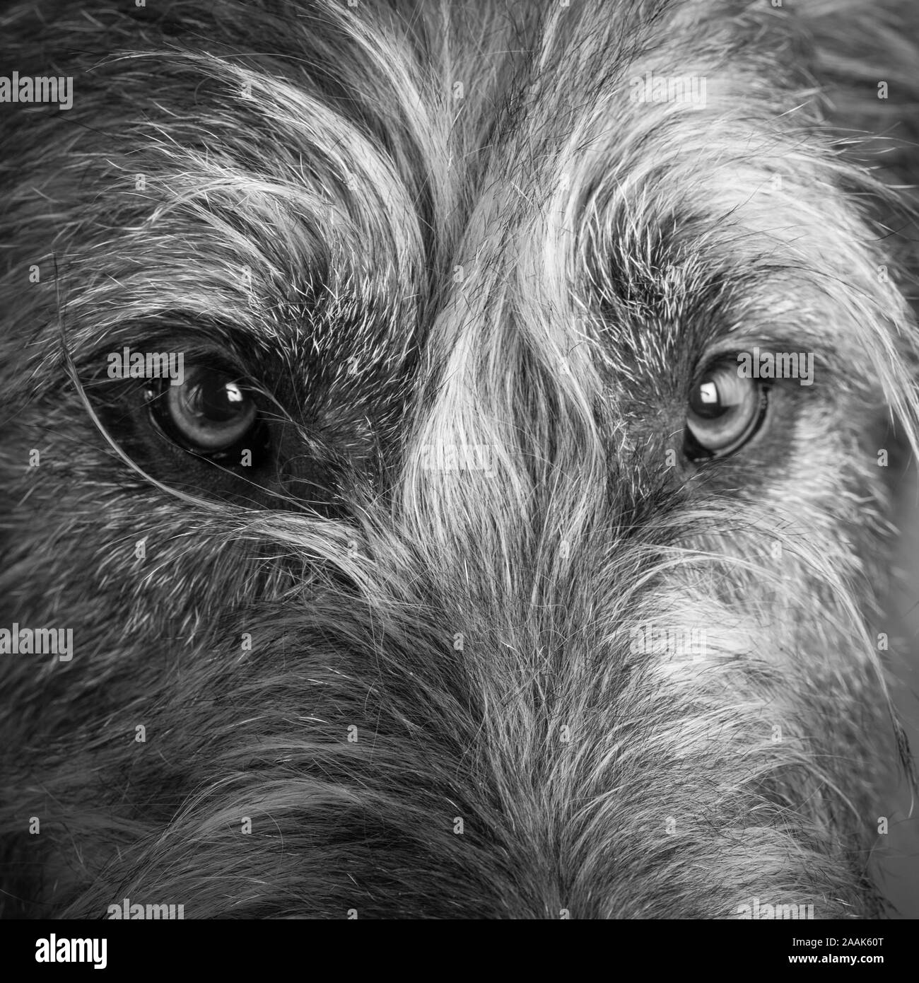 Portrait of Irish wolfhound Stock Photo