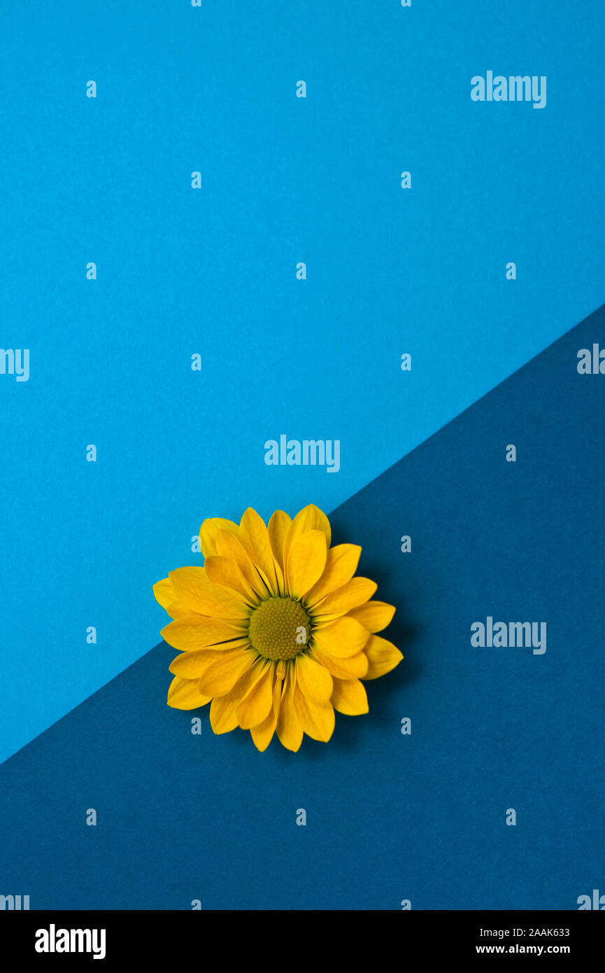 yellow daisy flower on blue background Stock Photo
