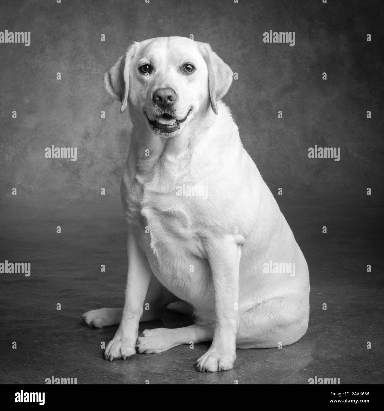 Portrait of Labrador Stock Photo
