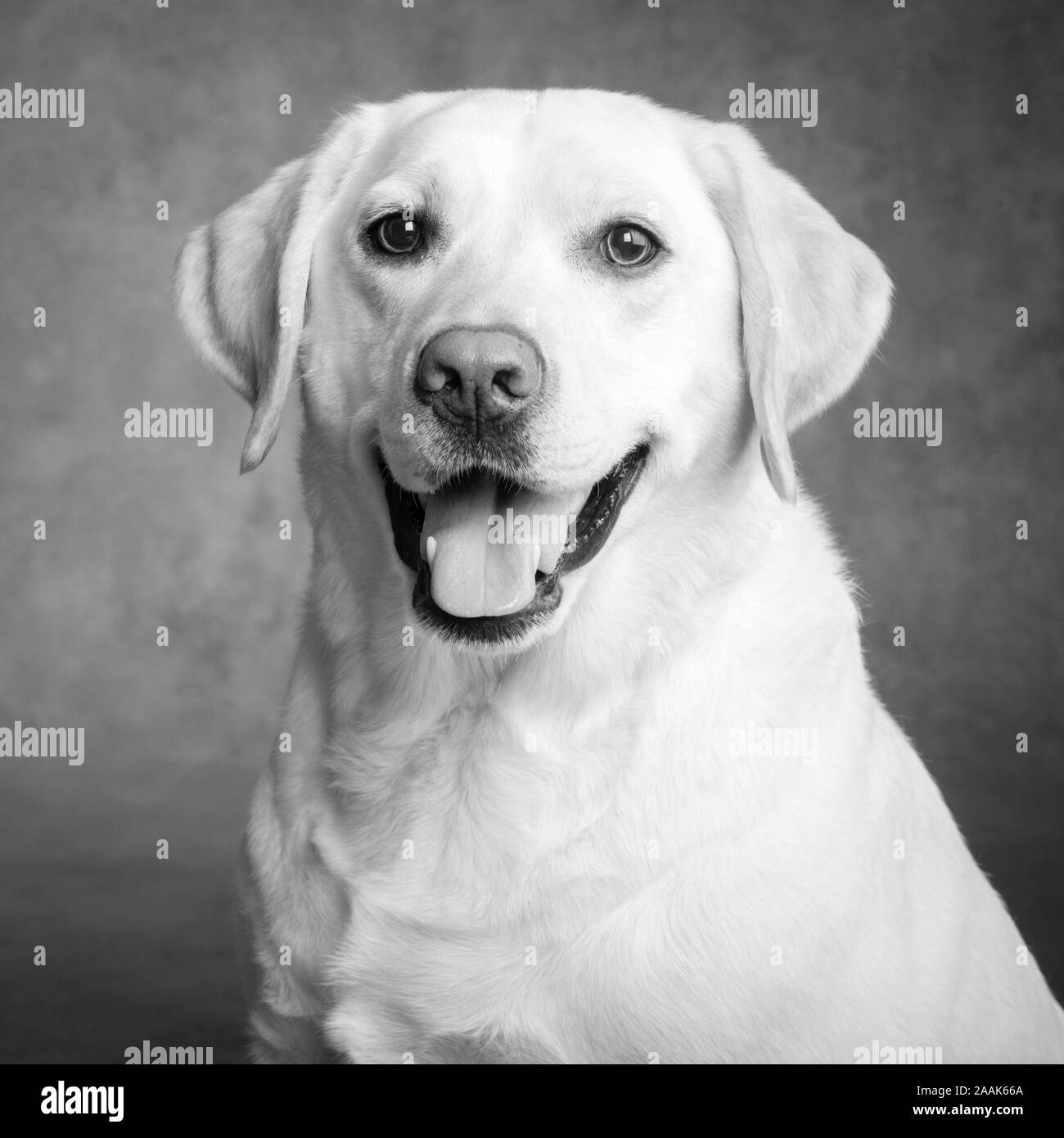 Portrait of Labrador Stock Photo