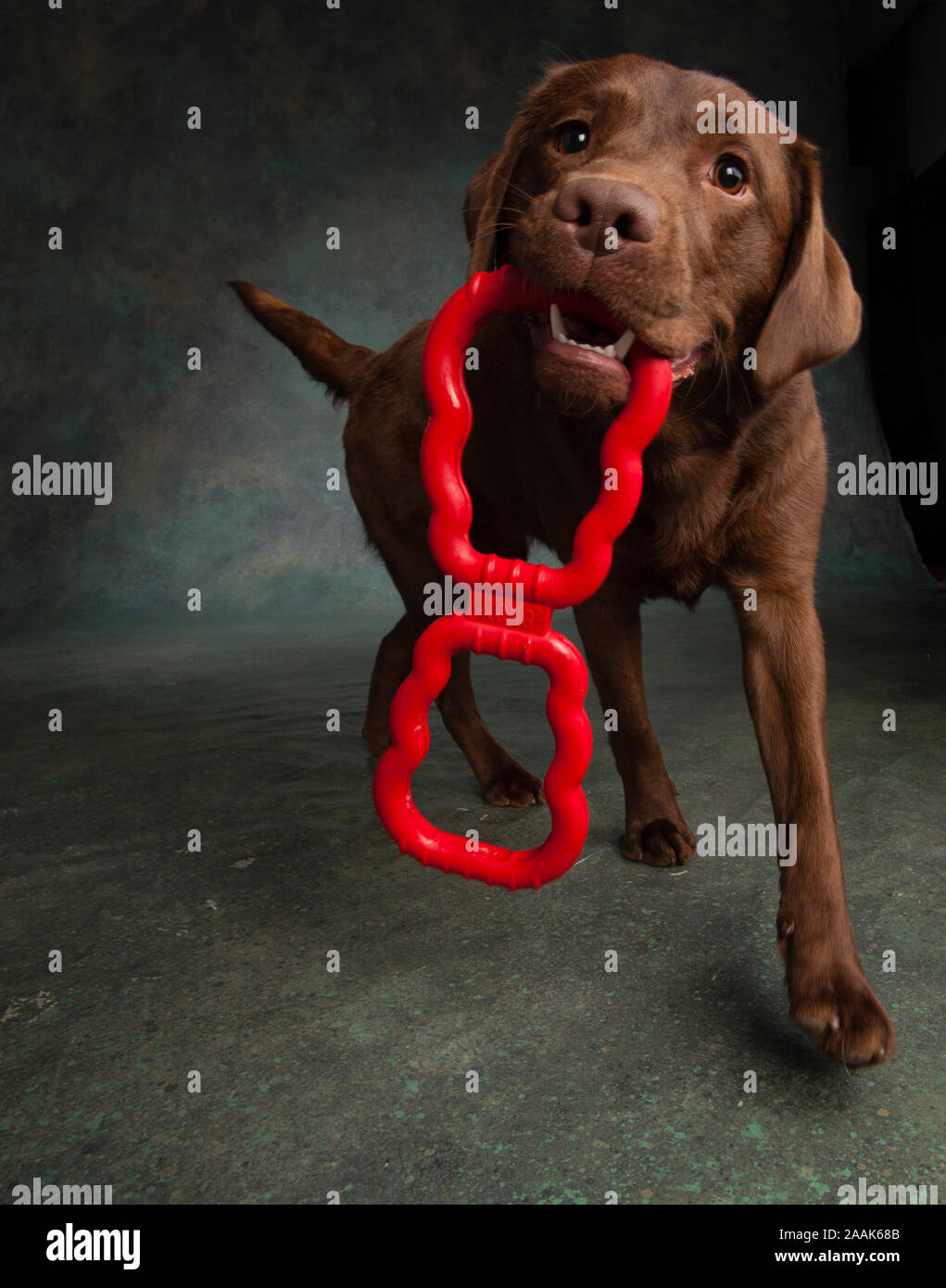 Portrait of Chocolate Labrador with toy Stock Photo