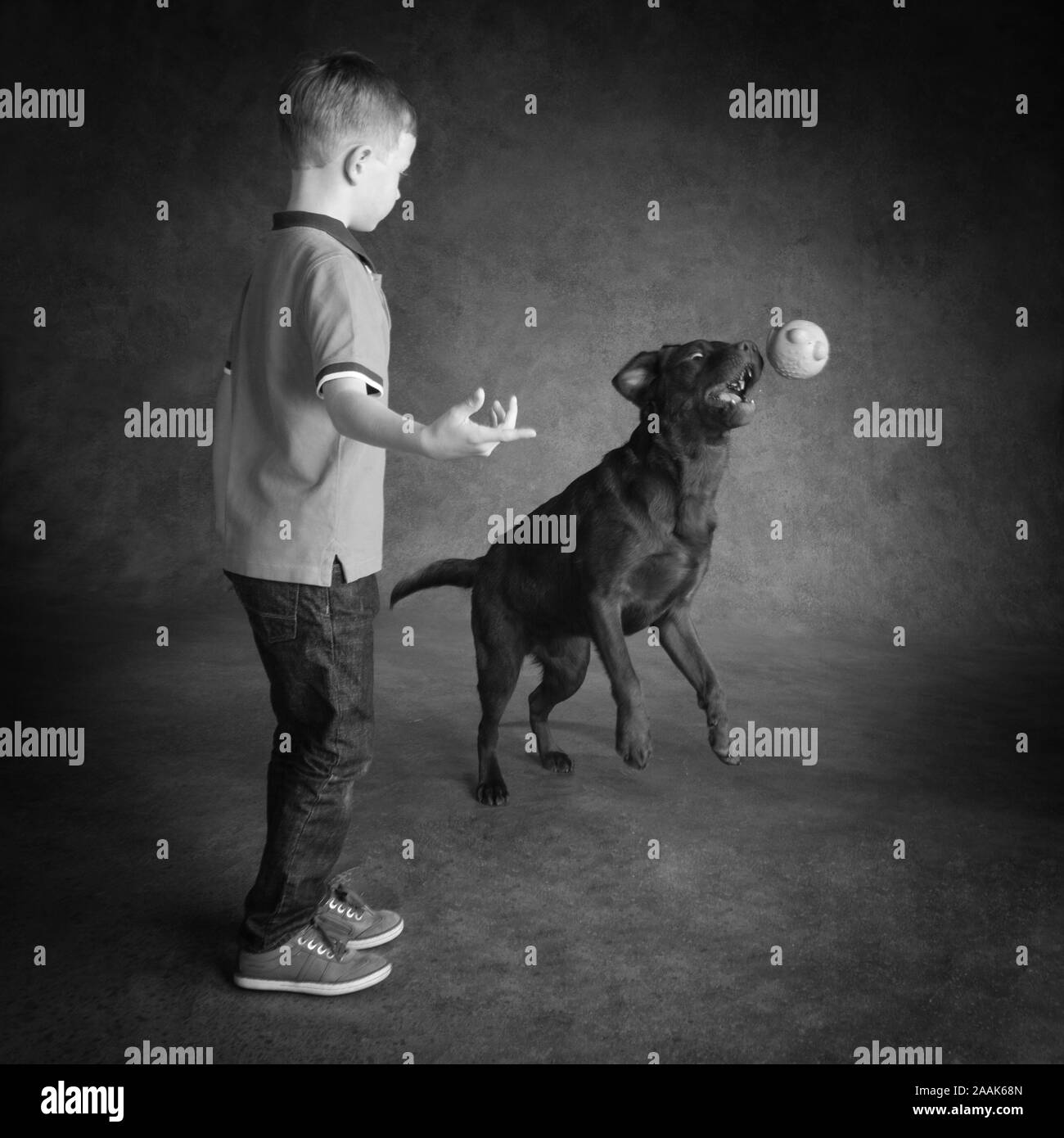 Boy and Chocolate Labrador playing with ball Stock Photo