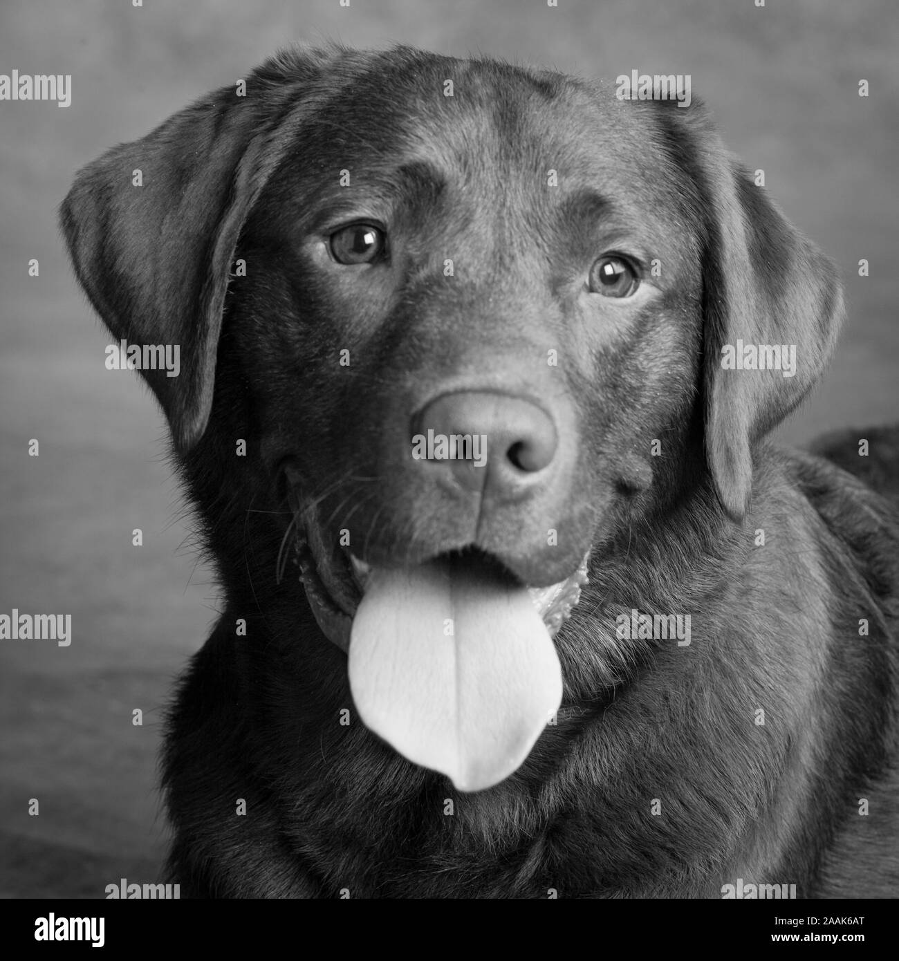Portrait of Chocolate Labrador sticking out tongue Stock Photo
