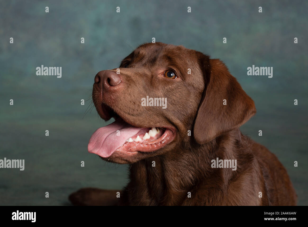 Portrait of Chocolate Labrador Stock Photo