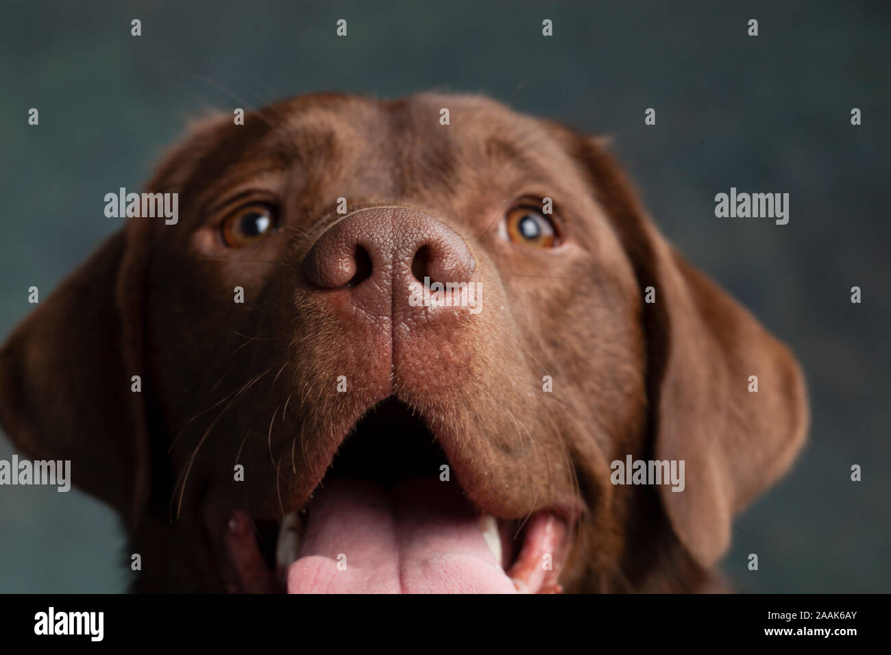 Portrait of Chocolate Labrador sticking out tongue Stock Photo Alamy