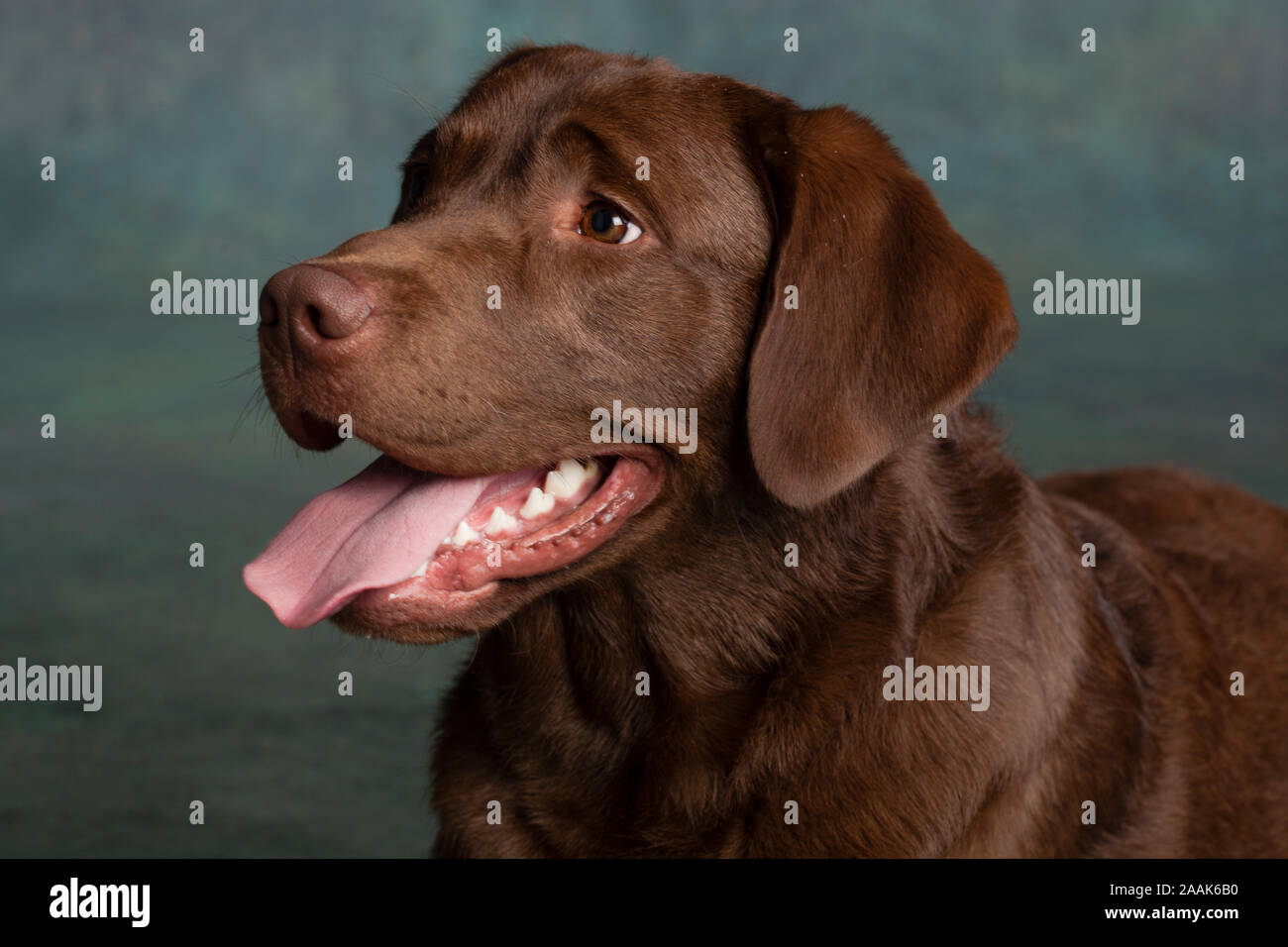 Portrait of Chocolate Labrador sticking out tongue Stock Photo