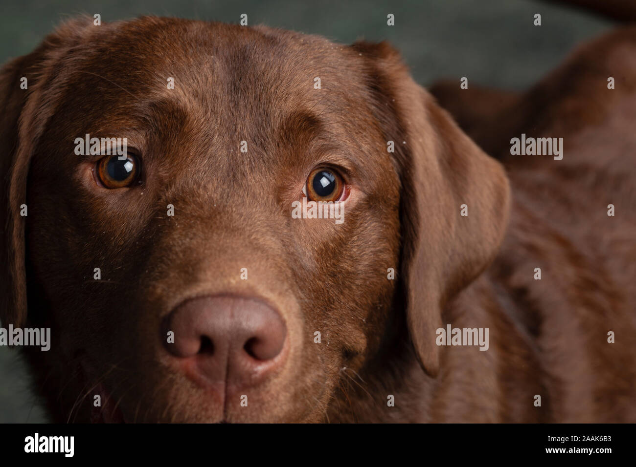 Portrait of Chocolate Labrador Stock Photo