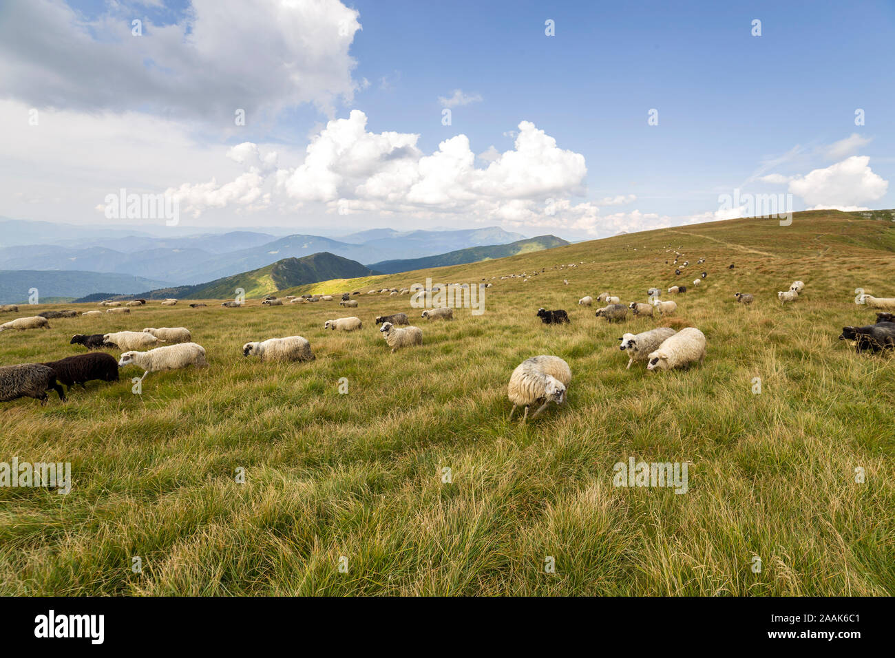 Herd of farm sheep grazing on green mountain pasture Stock Photo - Alamy