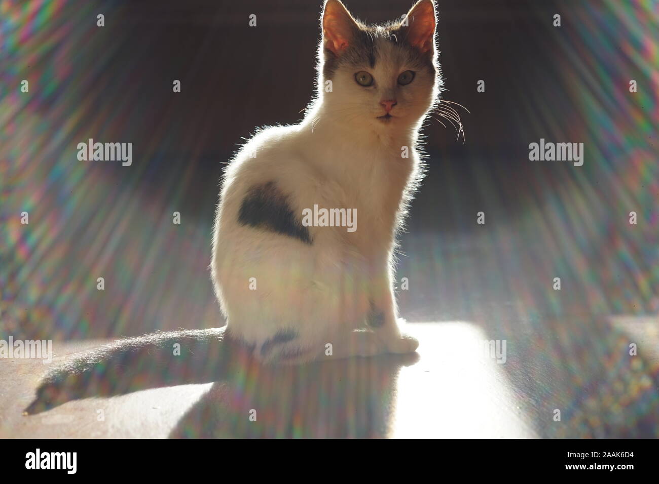 Lovely white kitten sitting on the floor in sun rays Stock Photo - Alamy