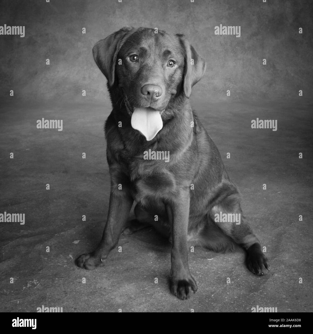 Portrait of Chocolate Labrador sticking out tongue Stock Photo Alamy