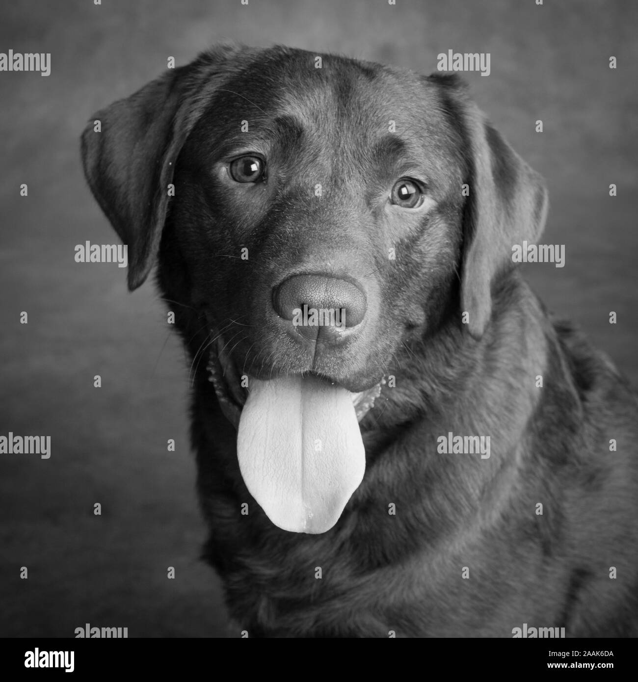 Portrait of Chocolate Labrador sticking out tongue Stock Photo