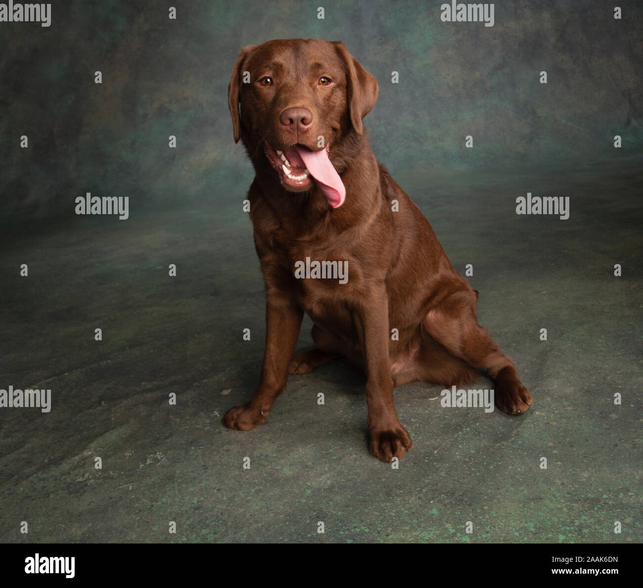 Portrait of Chocolate Labrador sticking out tongue Stock Photo Alamy