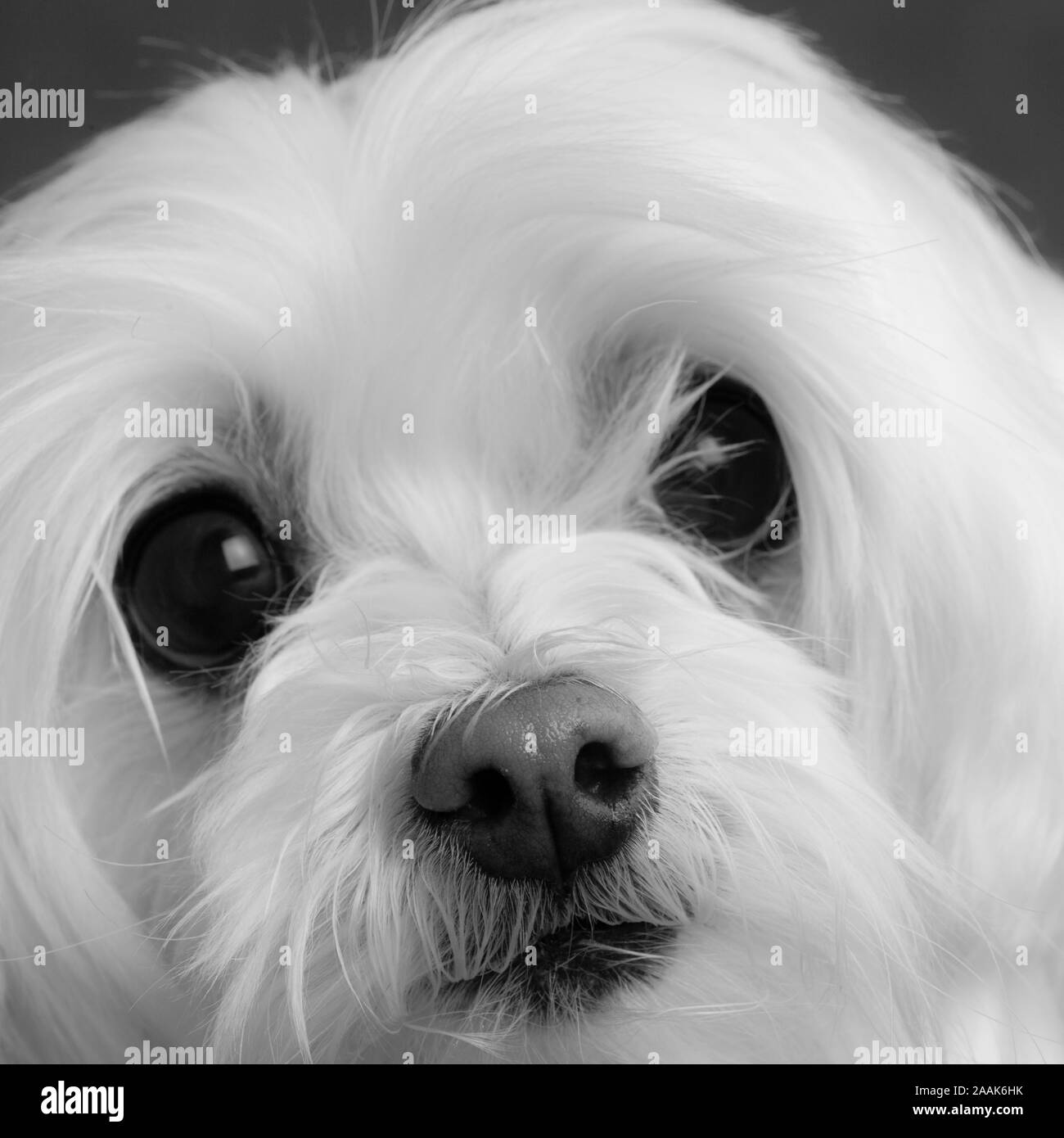 Maltese dog Black and White Stock Photos & Images - Alamy