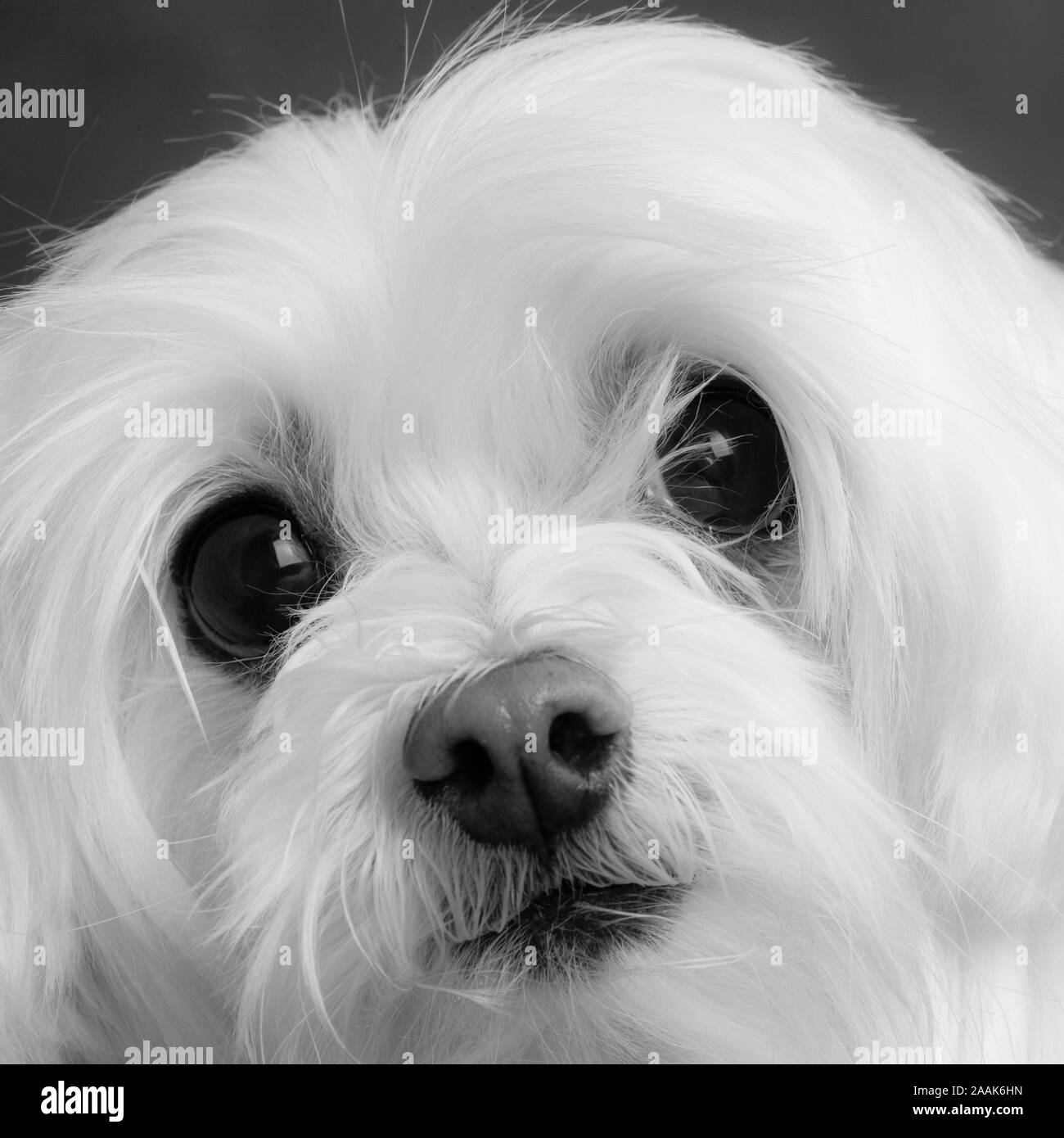 Portrait of a Maltese Dog Stock Photo Alamy