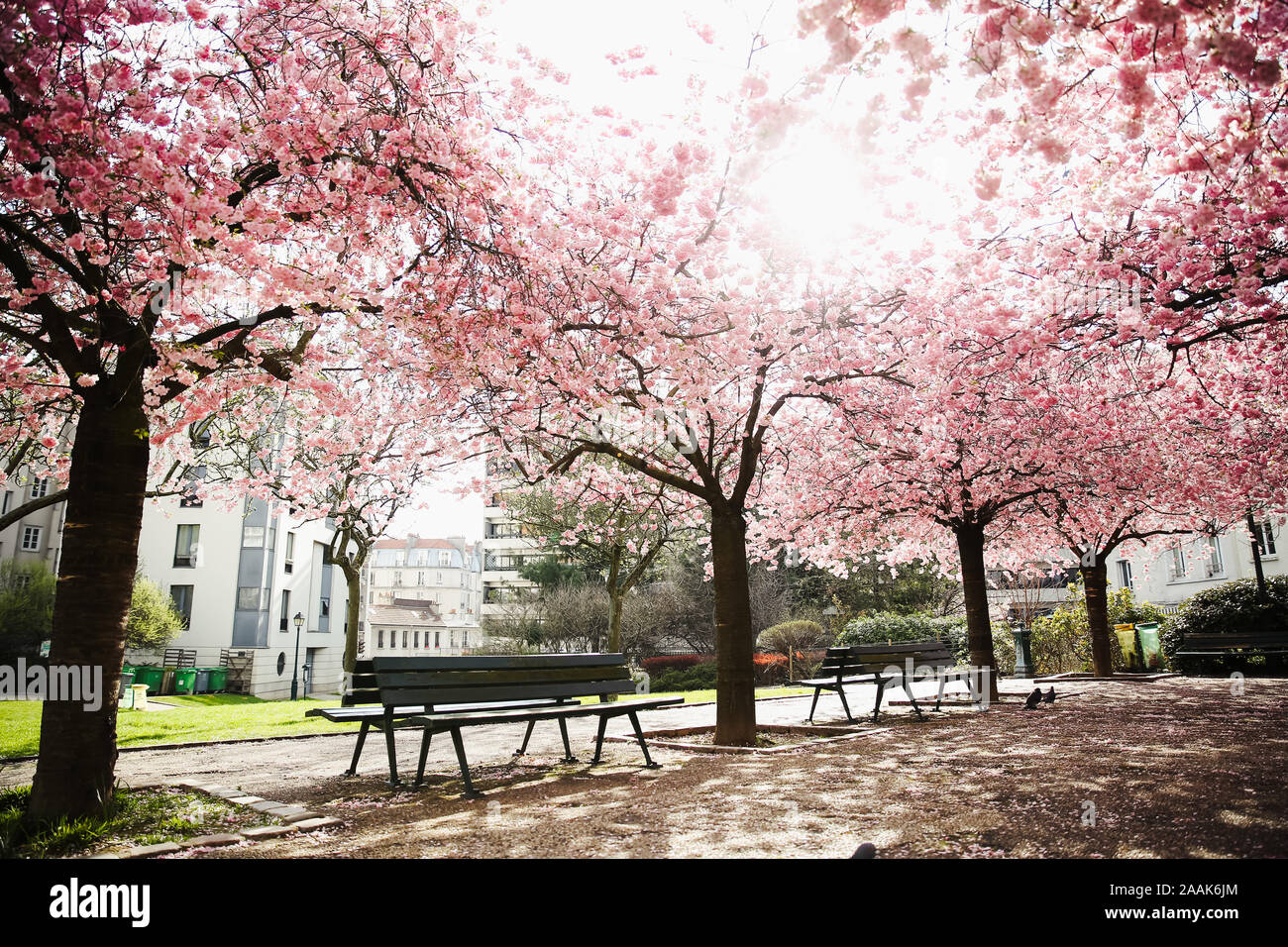 Cherry blossoms in Paris, France Stock Photo Alamy