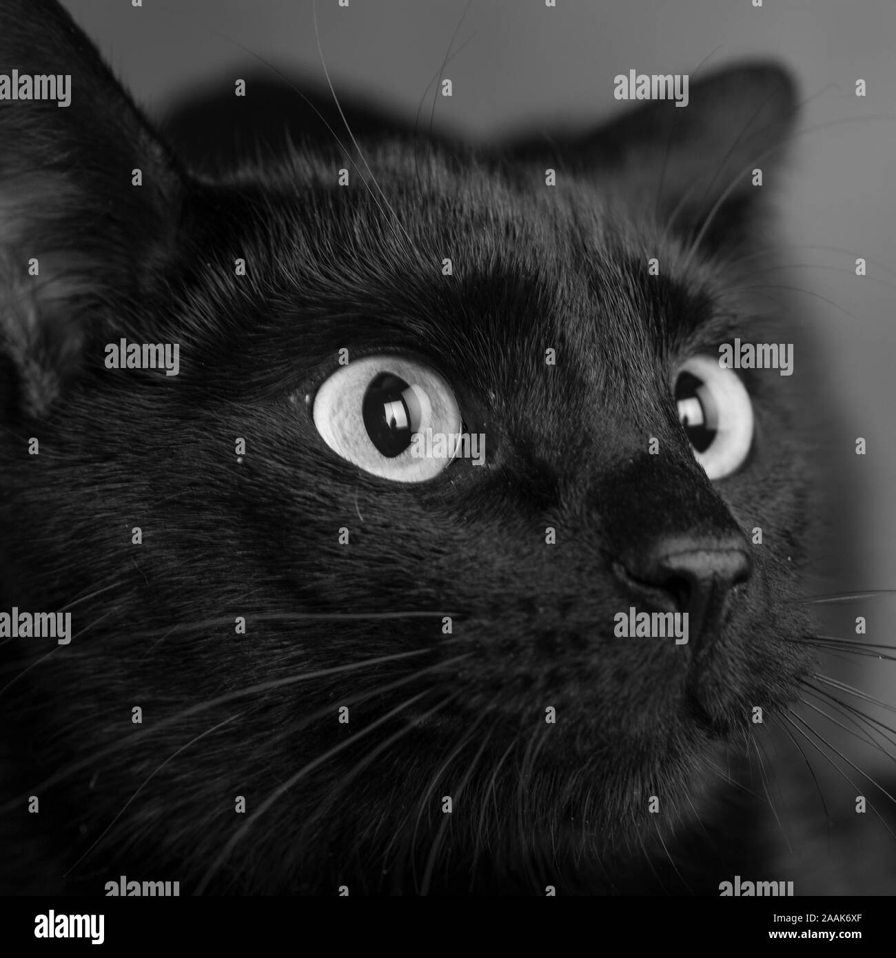 Portrait of black cat Stock Photo Alamy