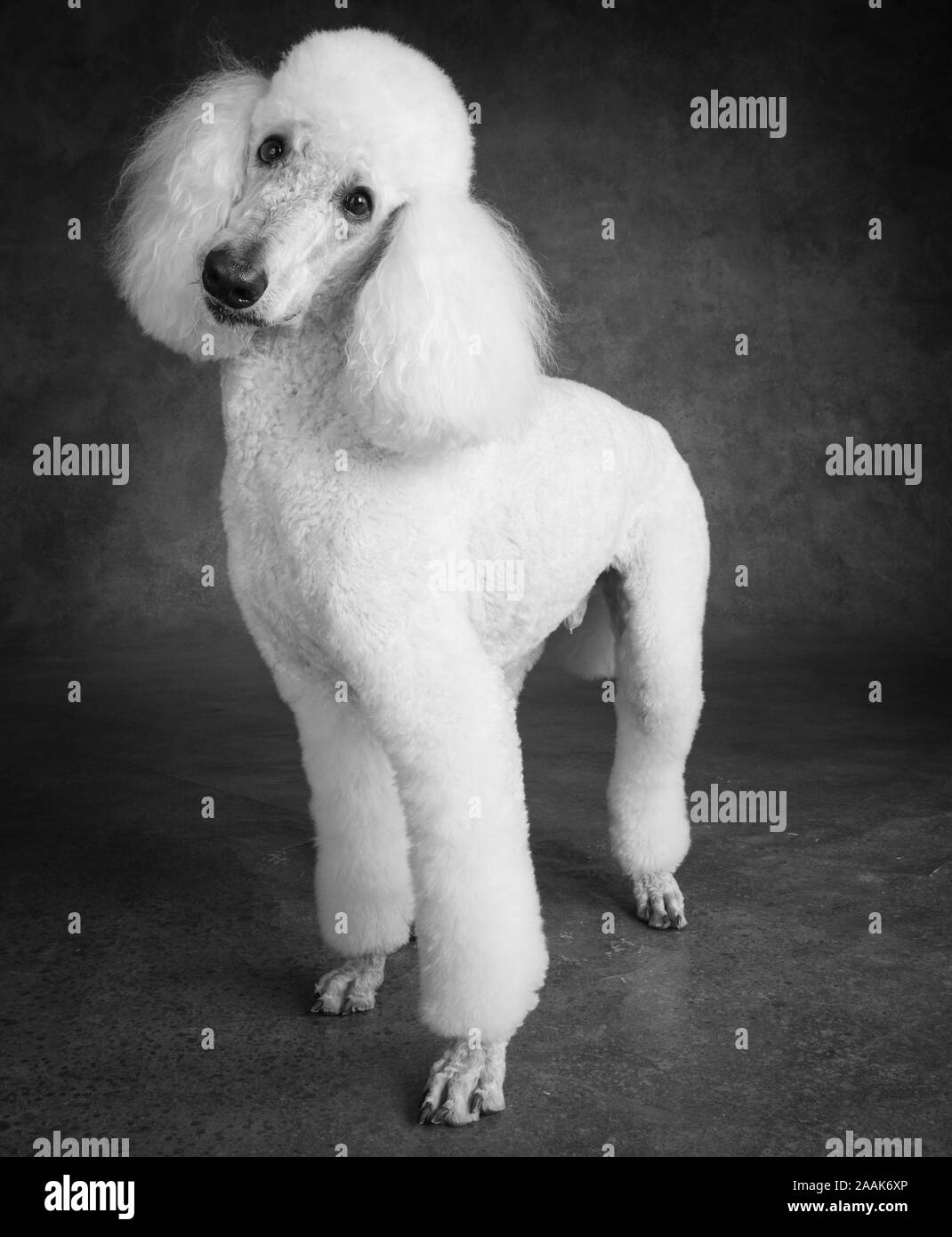 Portrait of Poodle Stock Photo