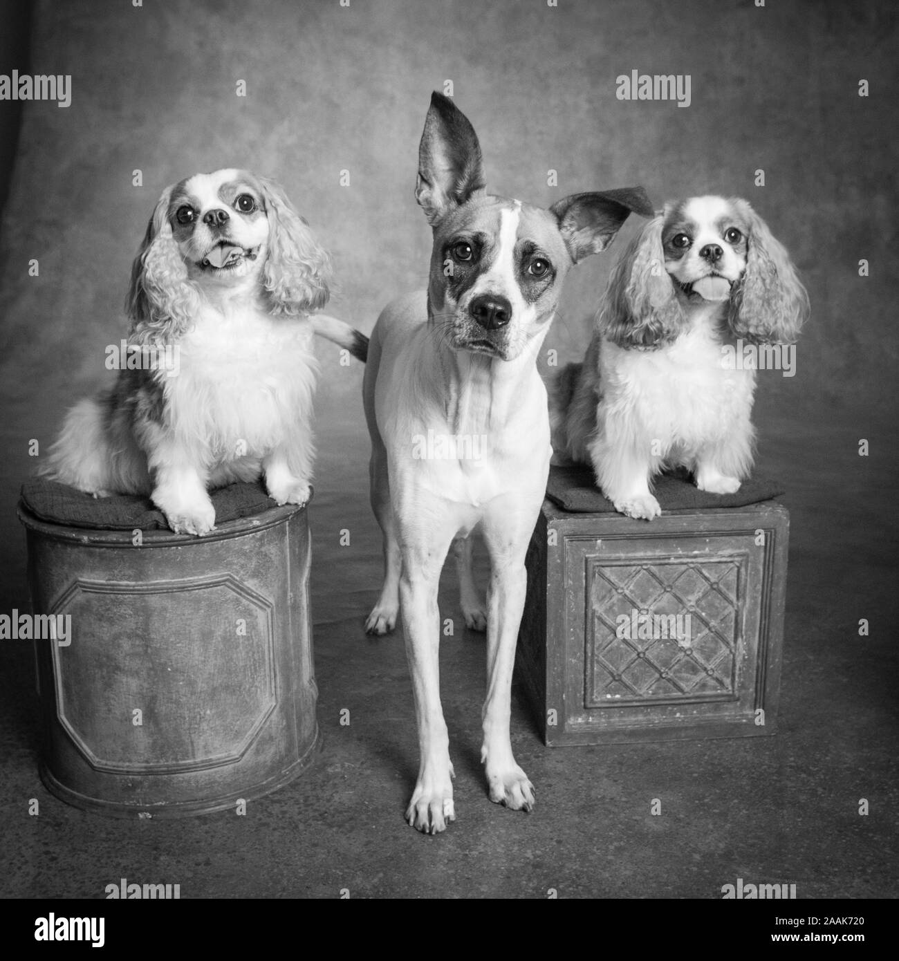 Portrait of Cattle Dog and Cavalier King Charles Spaniels Stock Photo