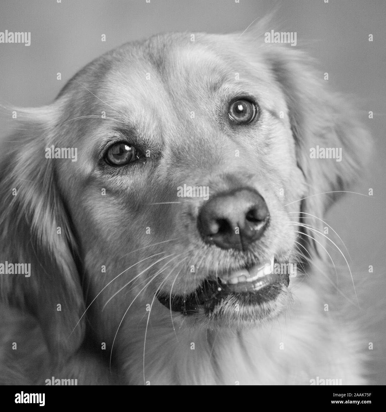 Golden retriever Black and White Stock Photos & Images Alamy