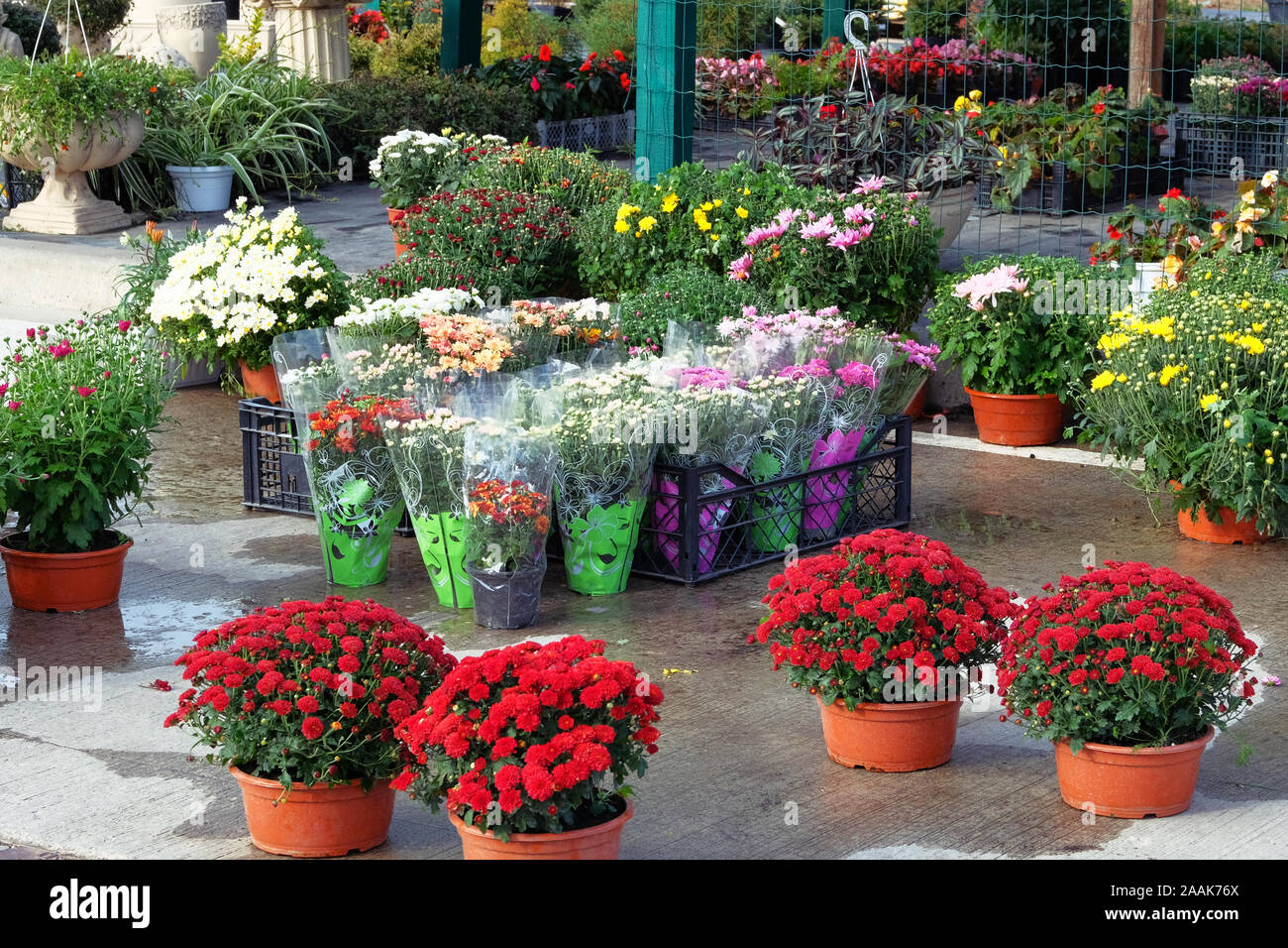 Decorative potted plants are for sale. Garden shop with flowers. Bushes and bouquets with hrysanthemums in pots in garden store.  Flowers delivery. Stock Photo