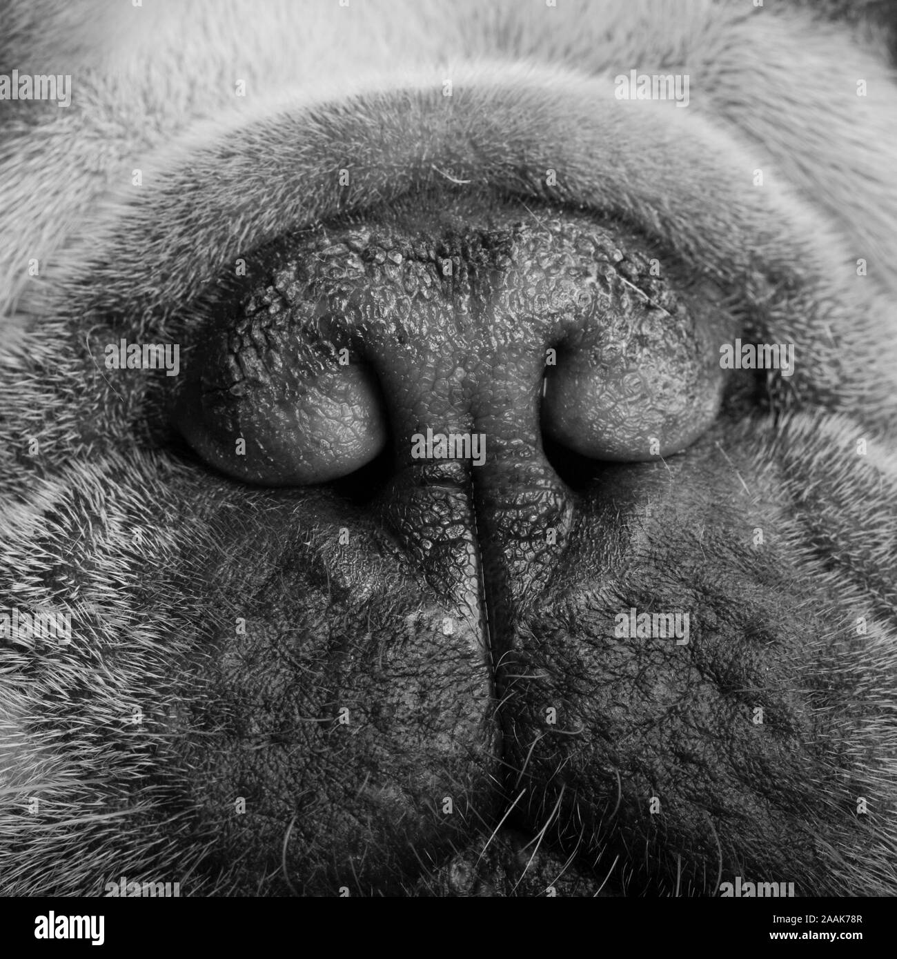 Close-up of French Bulldogs nose Stock Photo