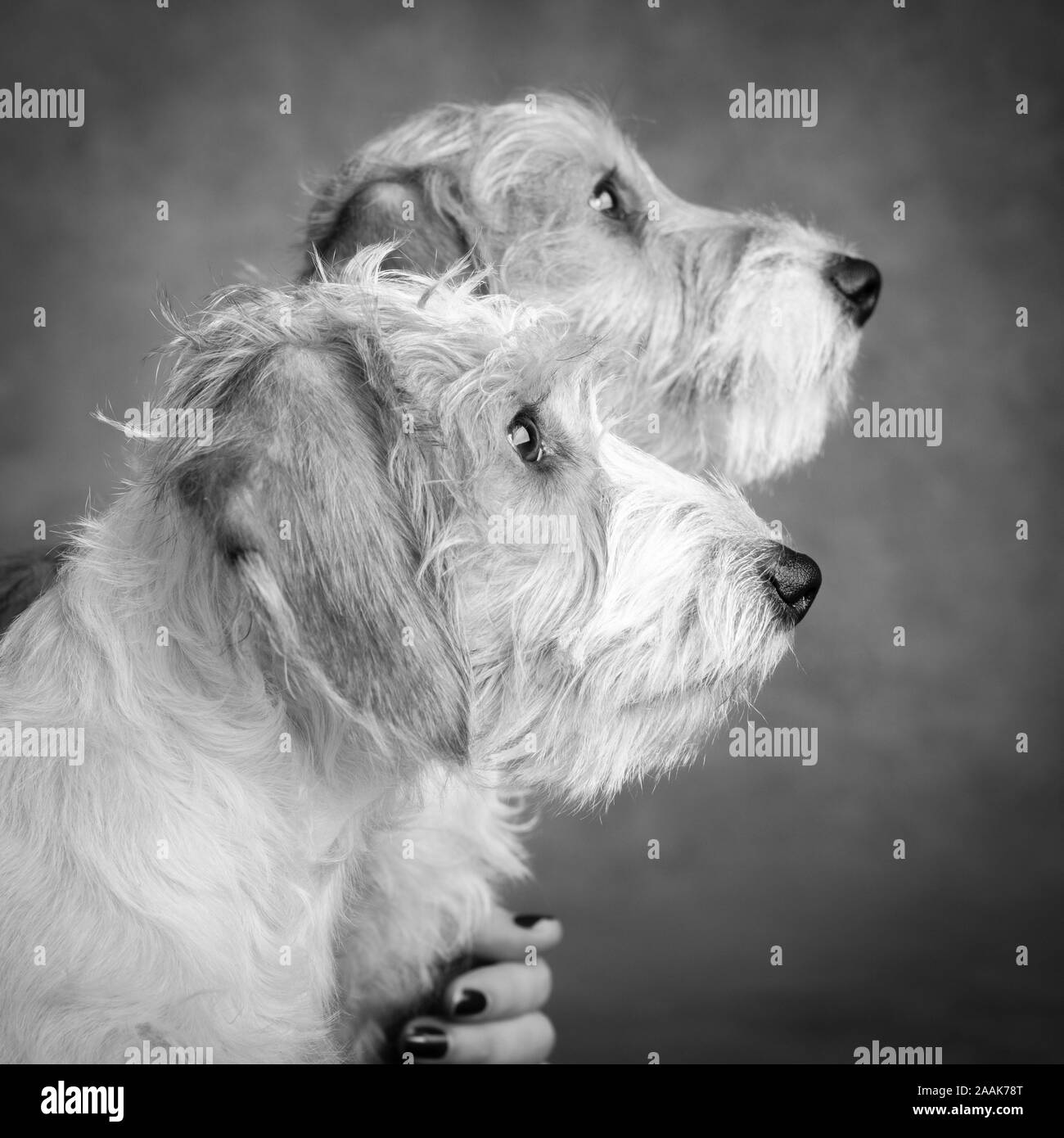 Portrait of Wire Hair Mini Dachshunds Stock Photo