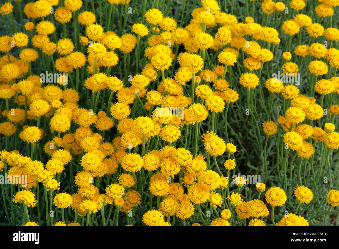 Helichrysum flowers on green nature background. Yellow flowers for herbal pharmacy. Medicinal herb. Stock Photo