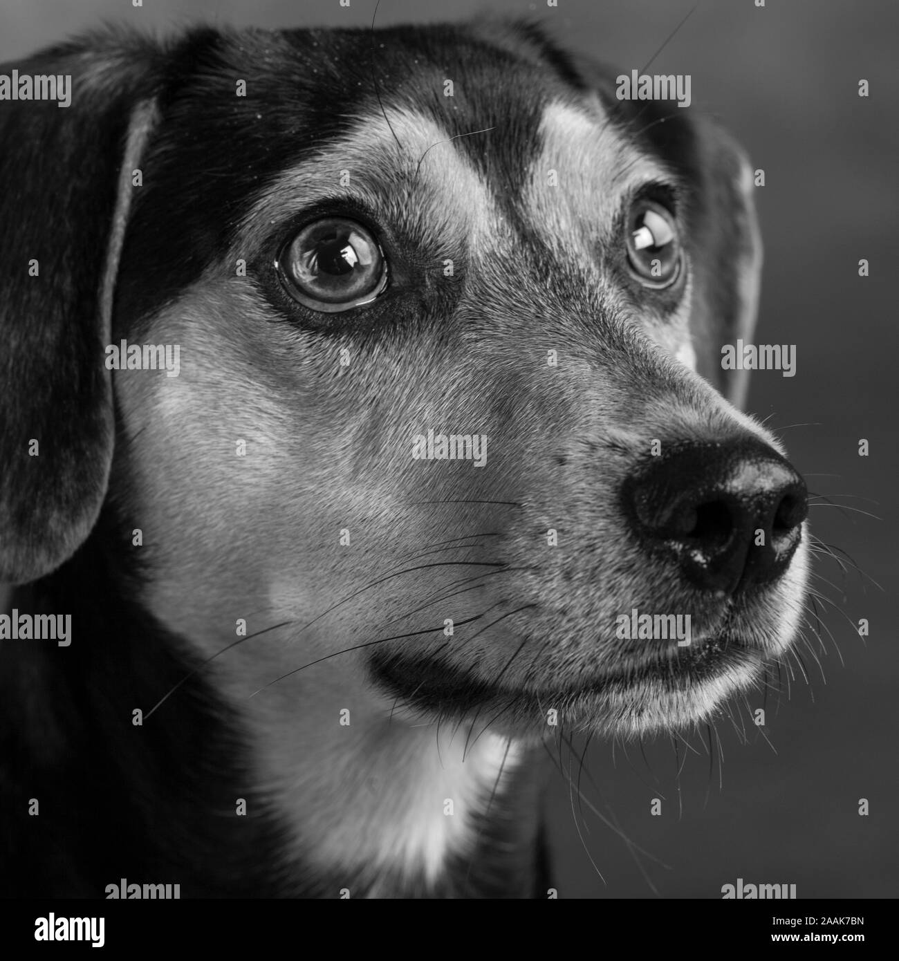Beagle dog Black and White Stock Photos & Images - Alamy