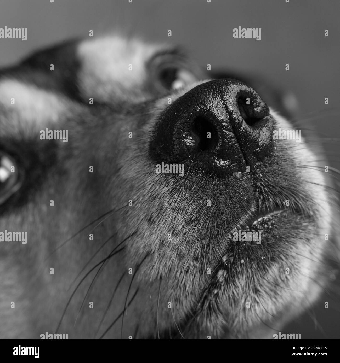 Close-up of Miniature Pinscher Beagles nose Stock Photo