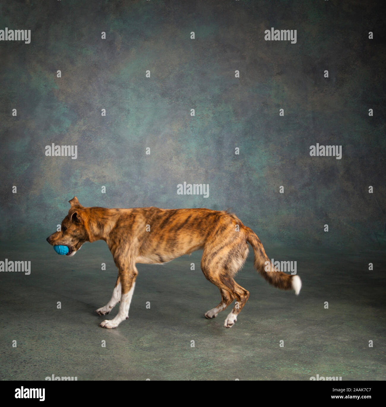 Studio shot of Greyhound Collie mix dog playing with ball Stock Photo