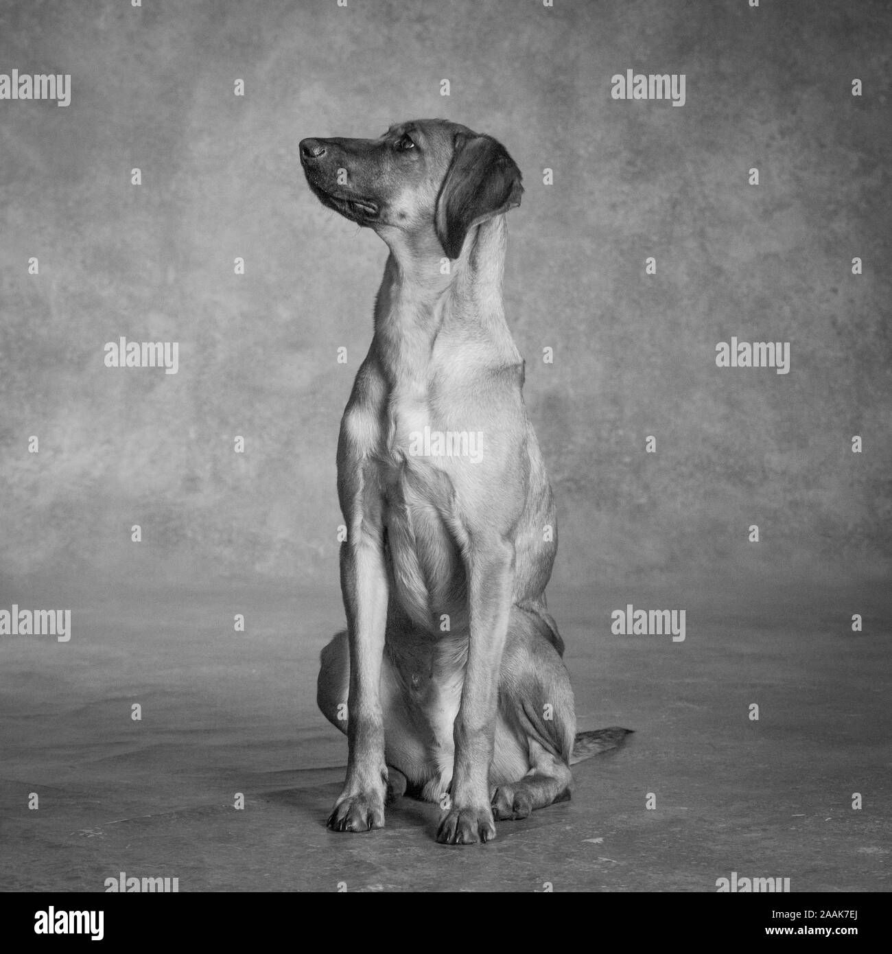 Studio portrait of Hound mixed-breed dog Stock Photo