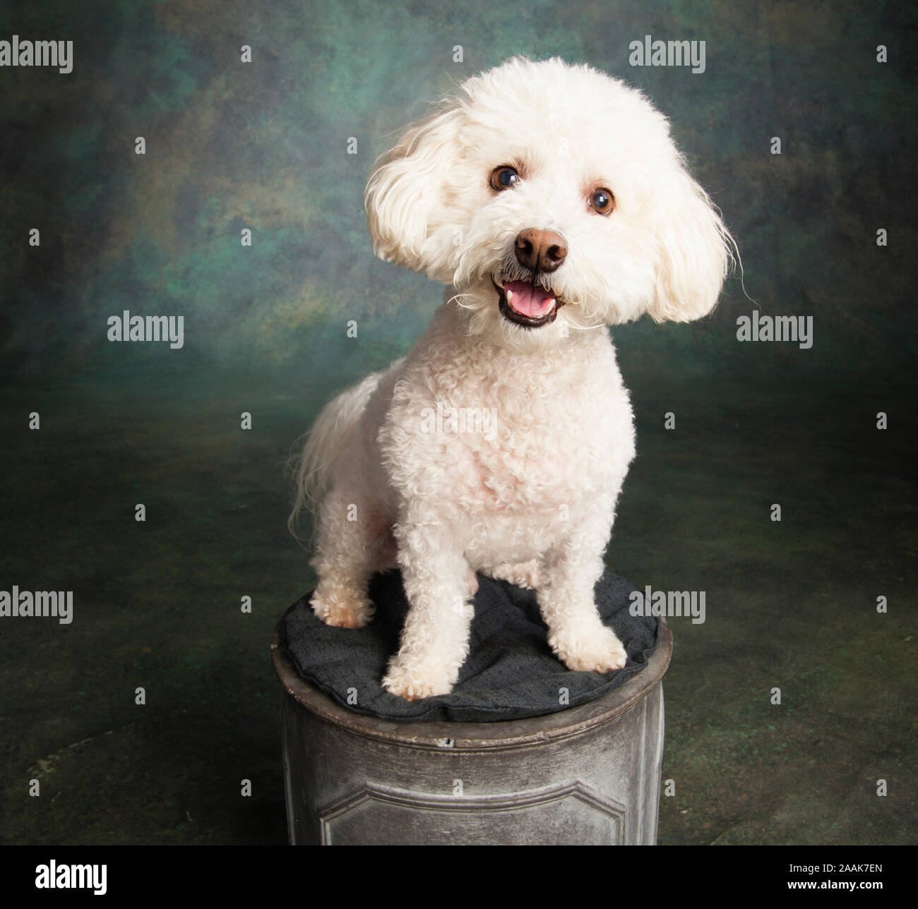 Studio portrait of Bichon Frise Poodle mix dog Stock Photo