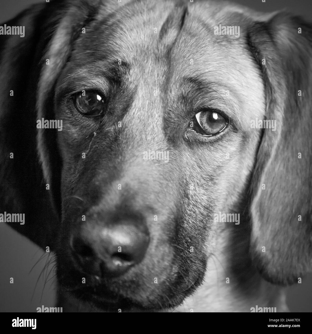 Close-up of Hound mixed-breed dog Stock Photo