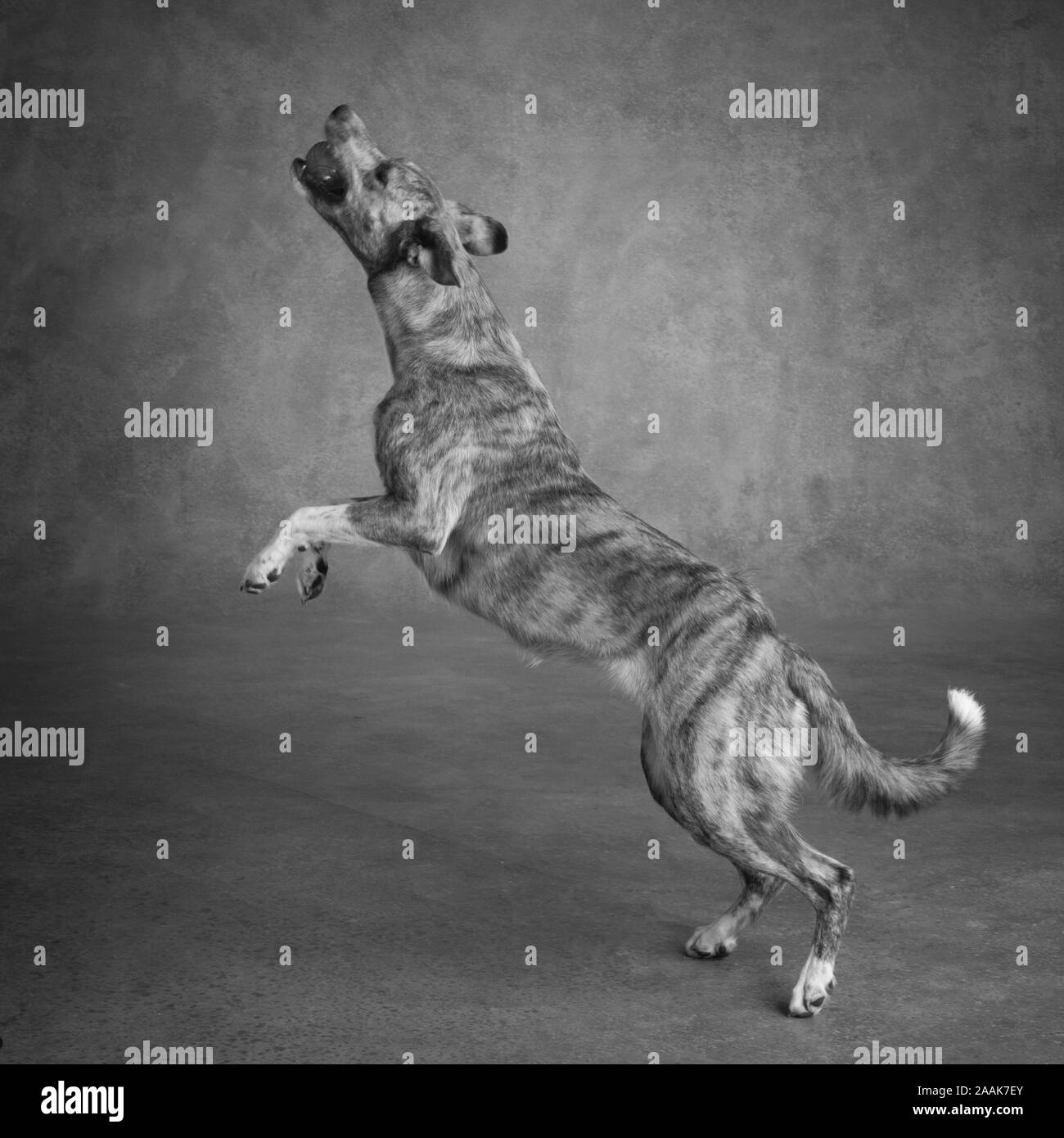 Studio shot of Greyhound Collie mix dog playing with ball Stock Photo