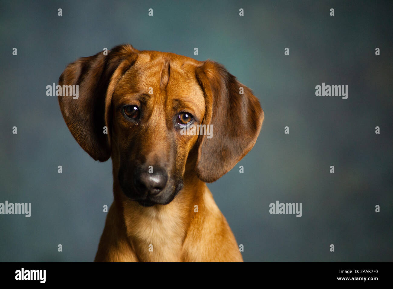 Studio portrait of Hound mixed-breed dog Stock Photo