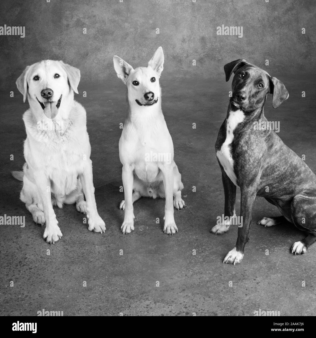 Studio portrait of three dogs Stock Photo