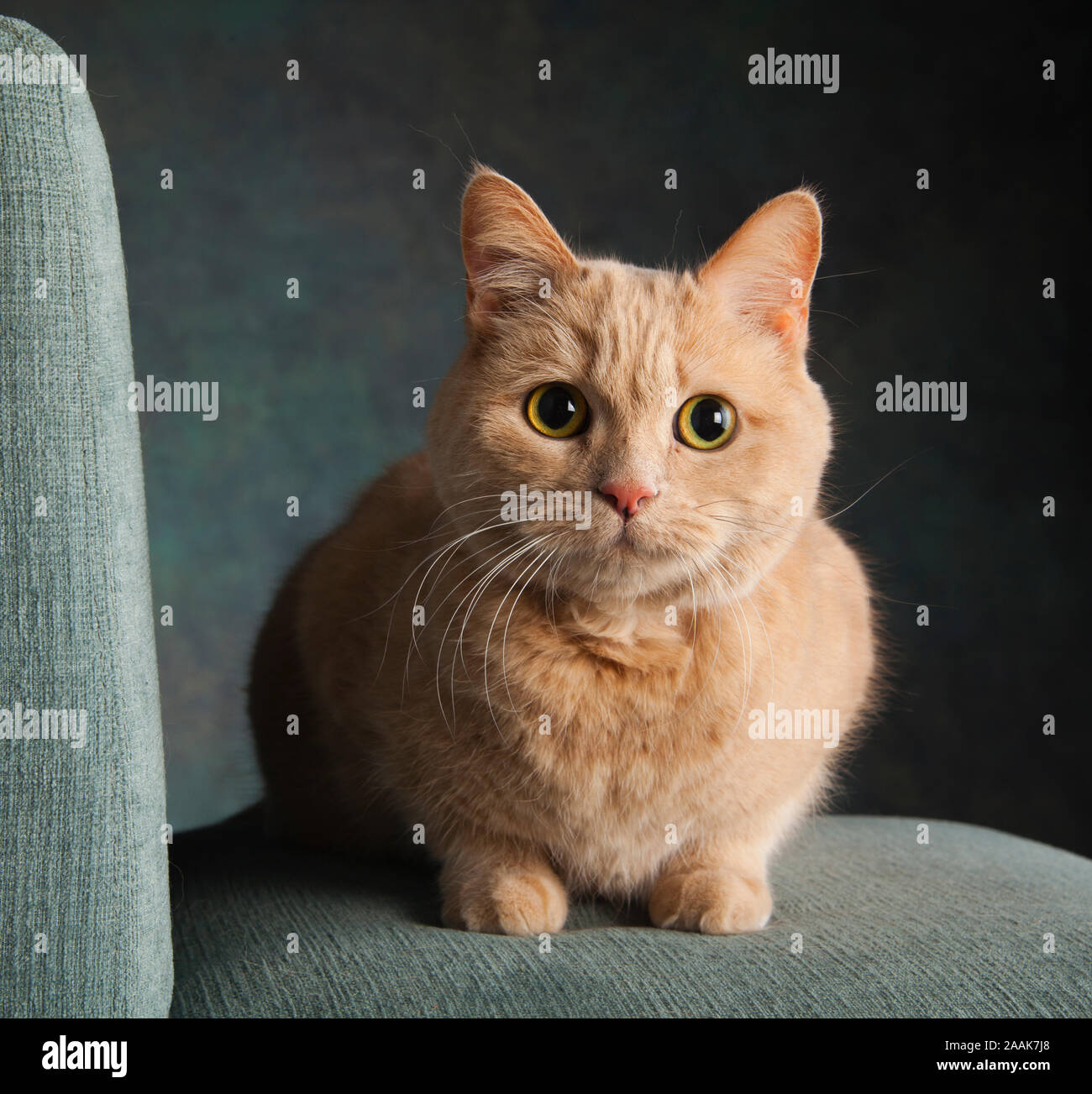 Studio portrait of Tabby cat Stock Photo