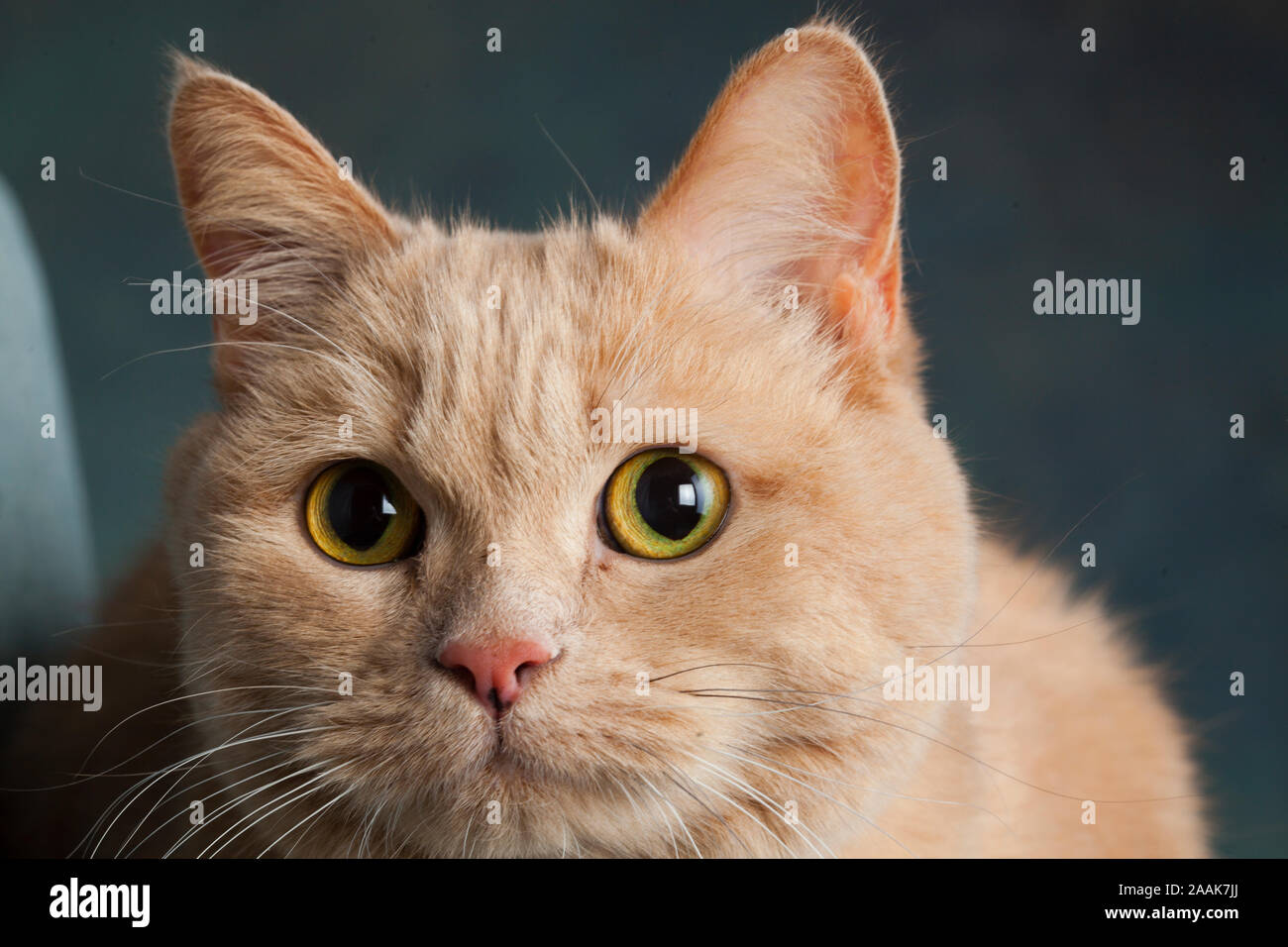 Studio portrait of Tabby cat Stock Photo