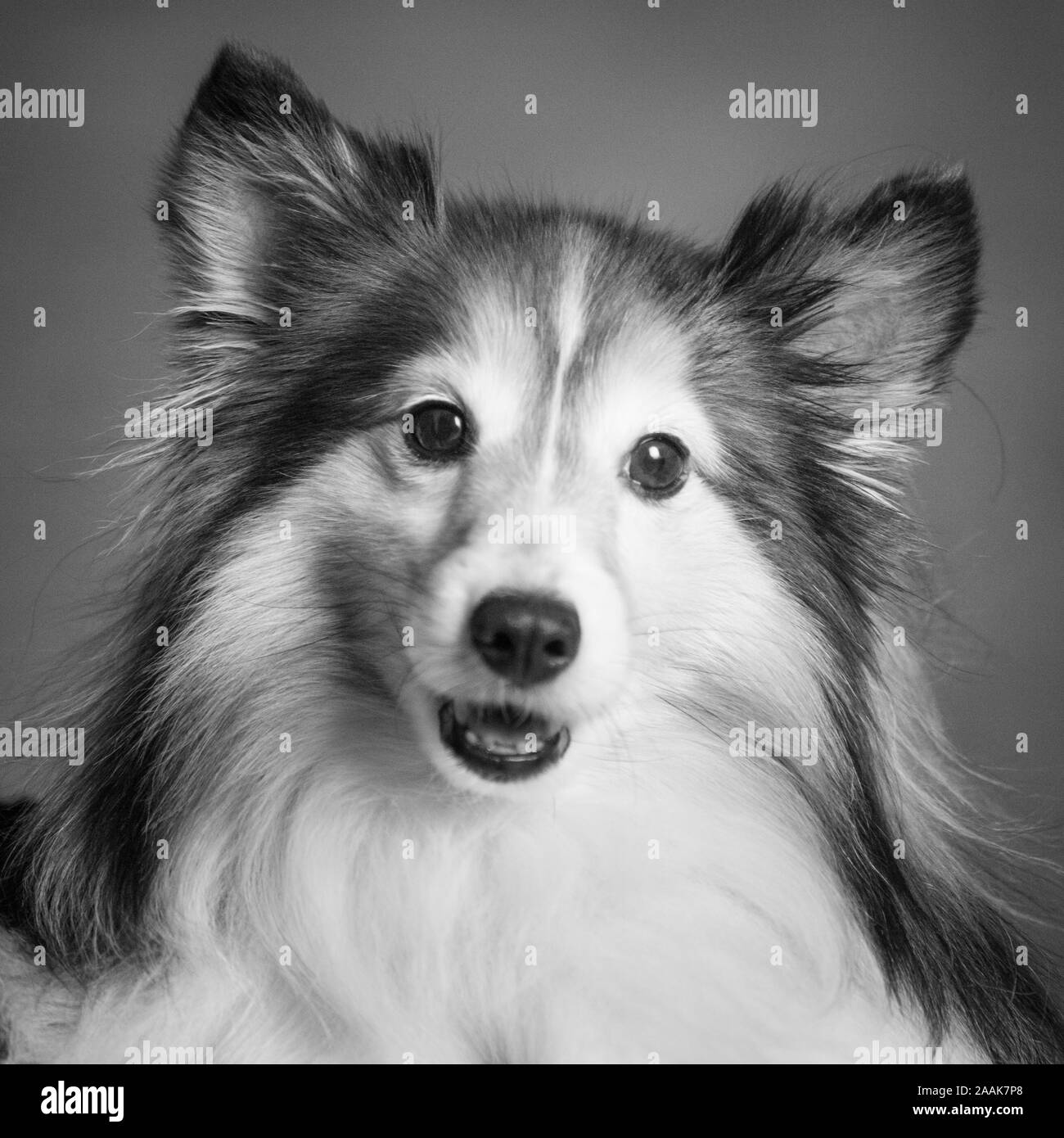 Studio portrait of Shetland Sheepdog Stock Photo