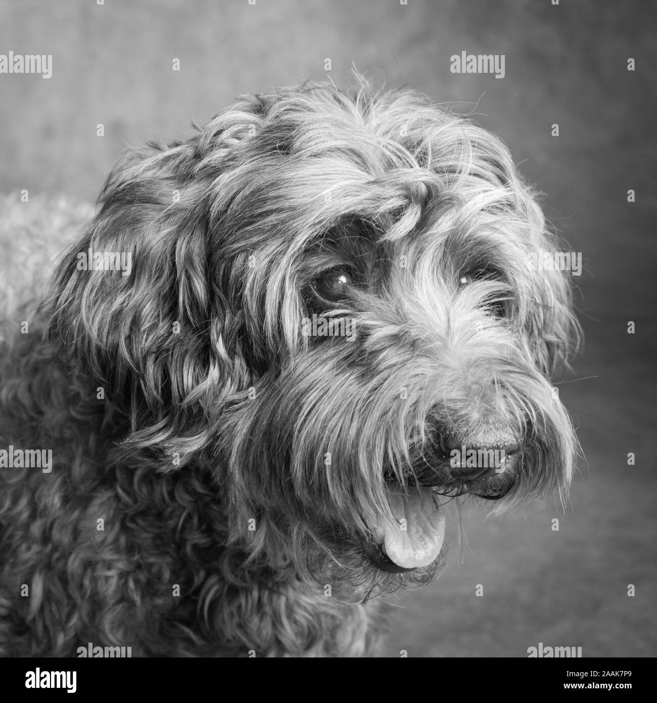 Studio portrait of Labradoodle Stock Photo