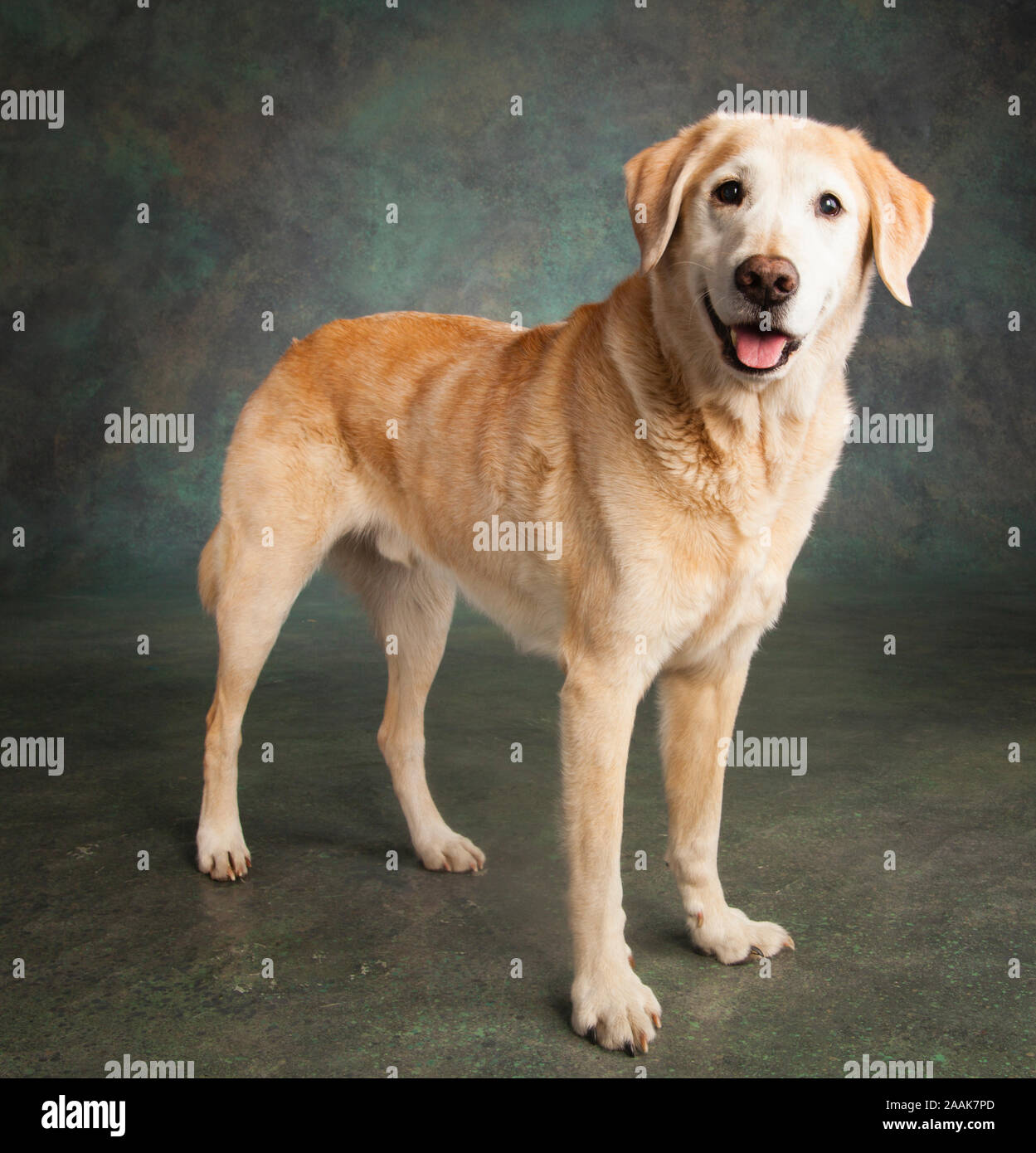 Studio portrait of Labrador mixed dog Stock Photo