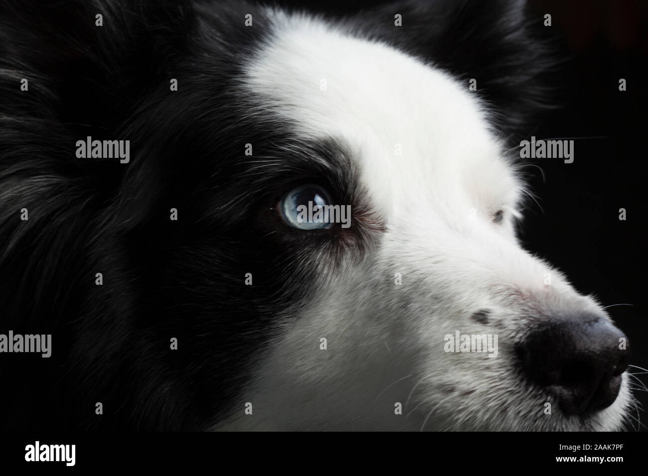 Close-up of Border Collie Stock Photo