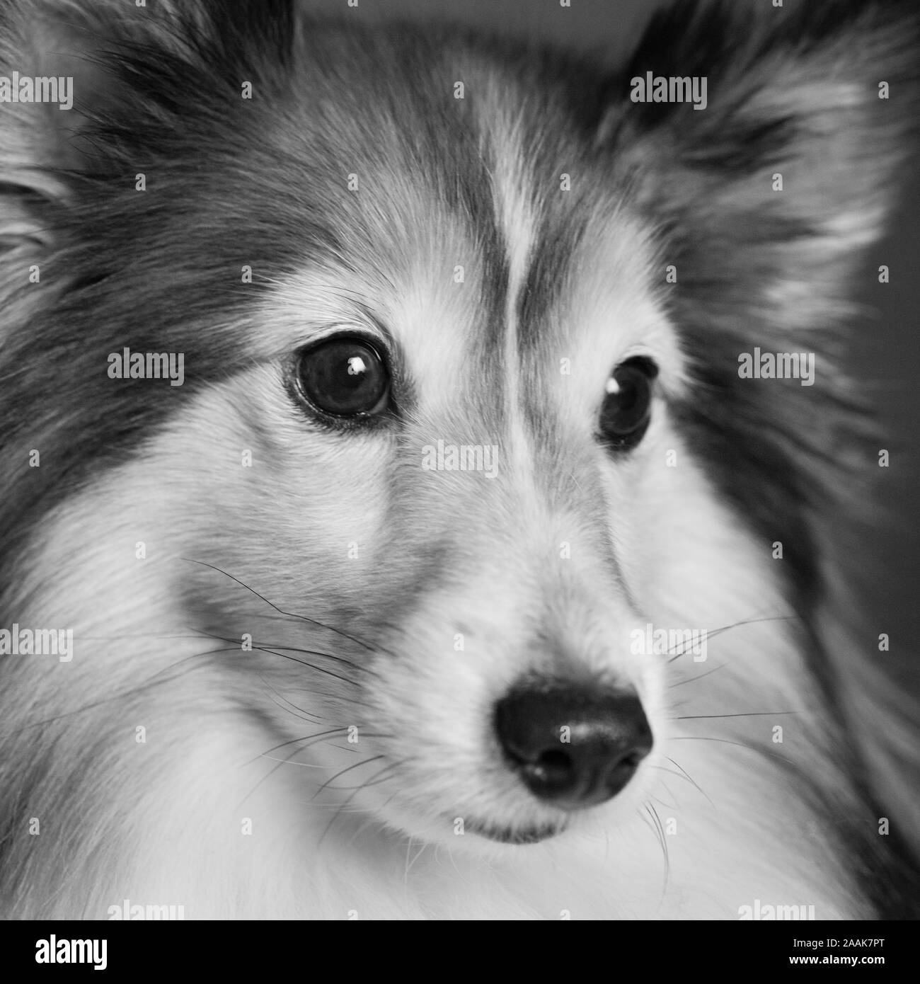 Studio portrait of Shetland Sheepdog Stock Photo