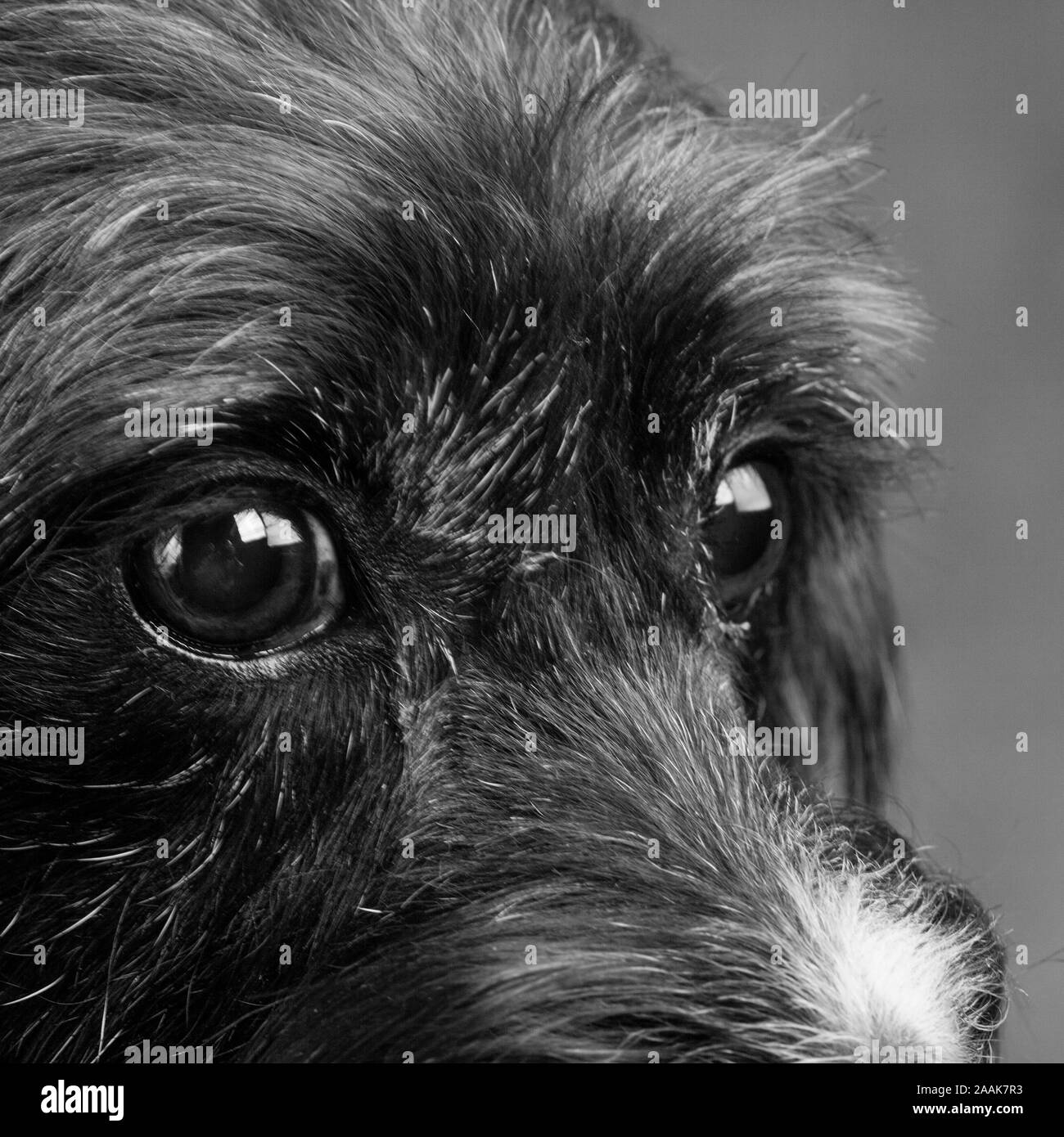Close-up of Terrier Stock Photo