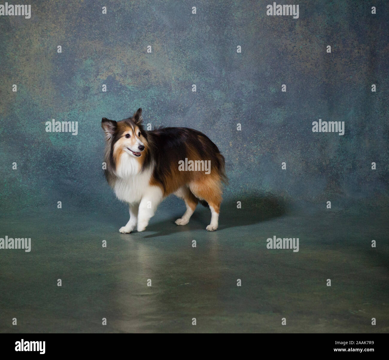 Studio portrait of Shetland Sheepdog Stock Photo