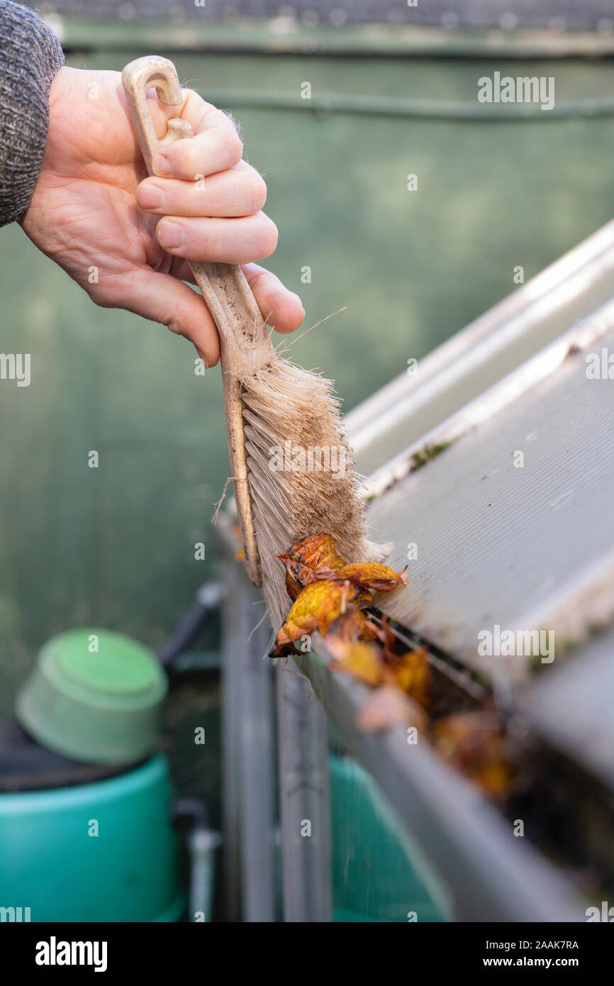Gardener clearing tree leaves with a brush out of a greenhouse guttering in autumn Stock Photo